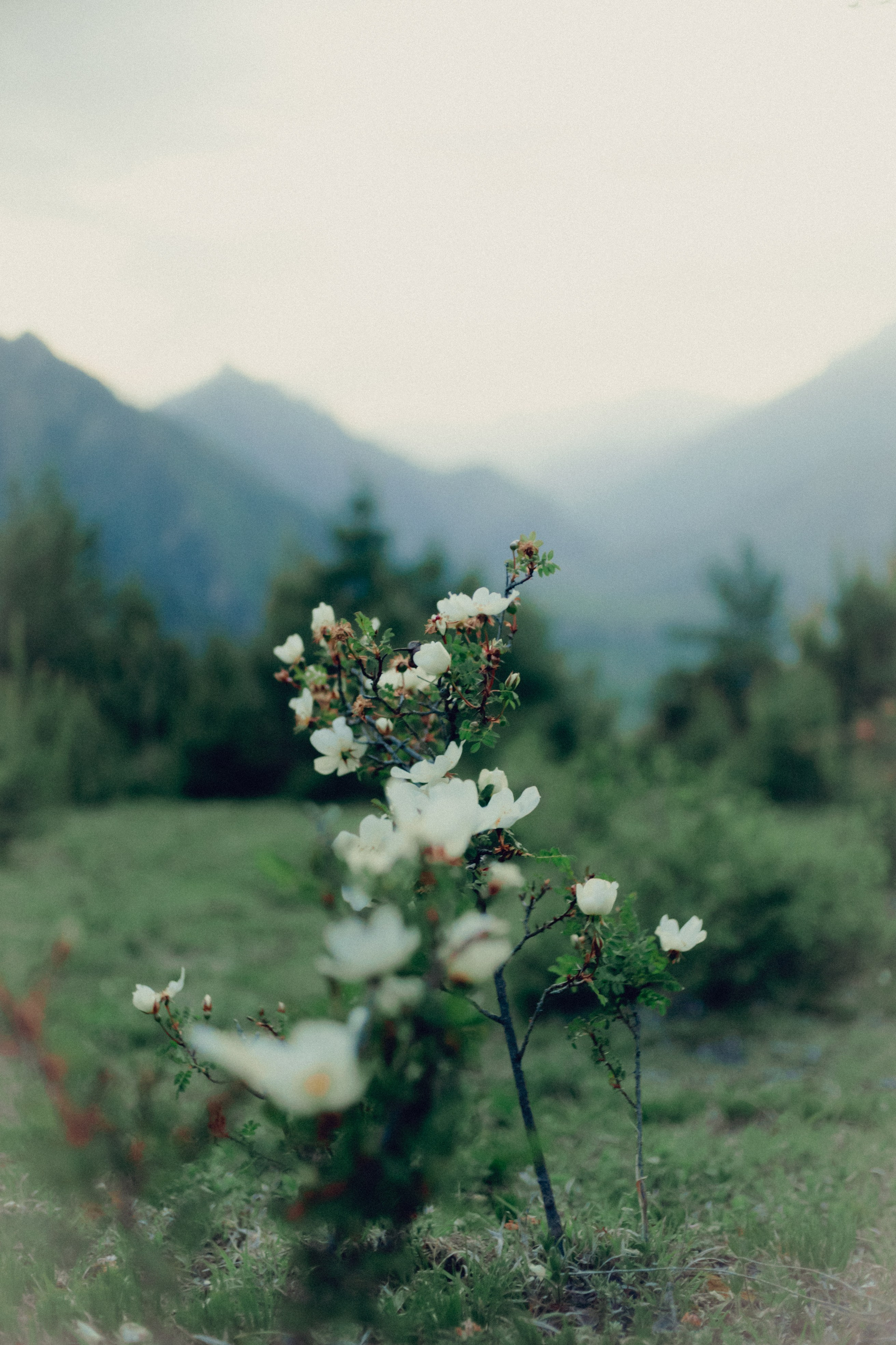 Botanical. Портретный и свадебный фотограф в Москве и Санкт-Петербурге. Учитель фотографии онлайн и оффлайн