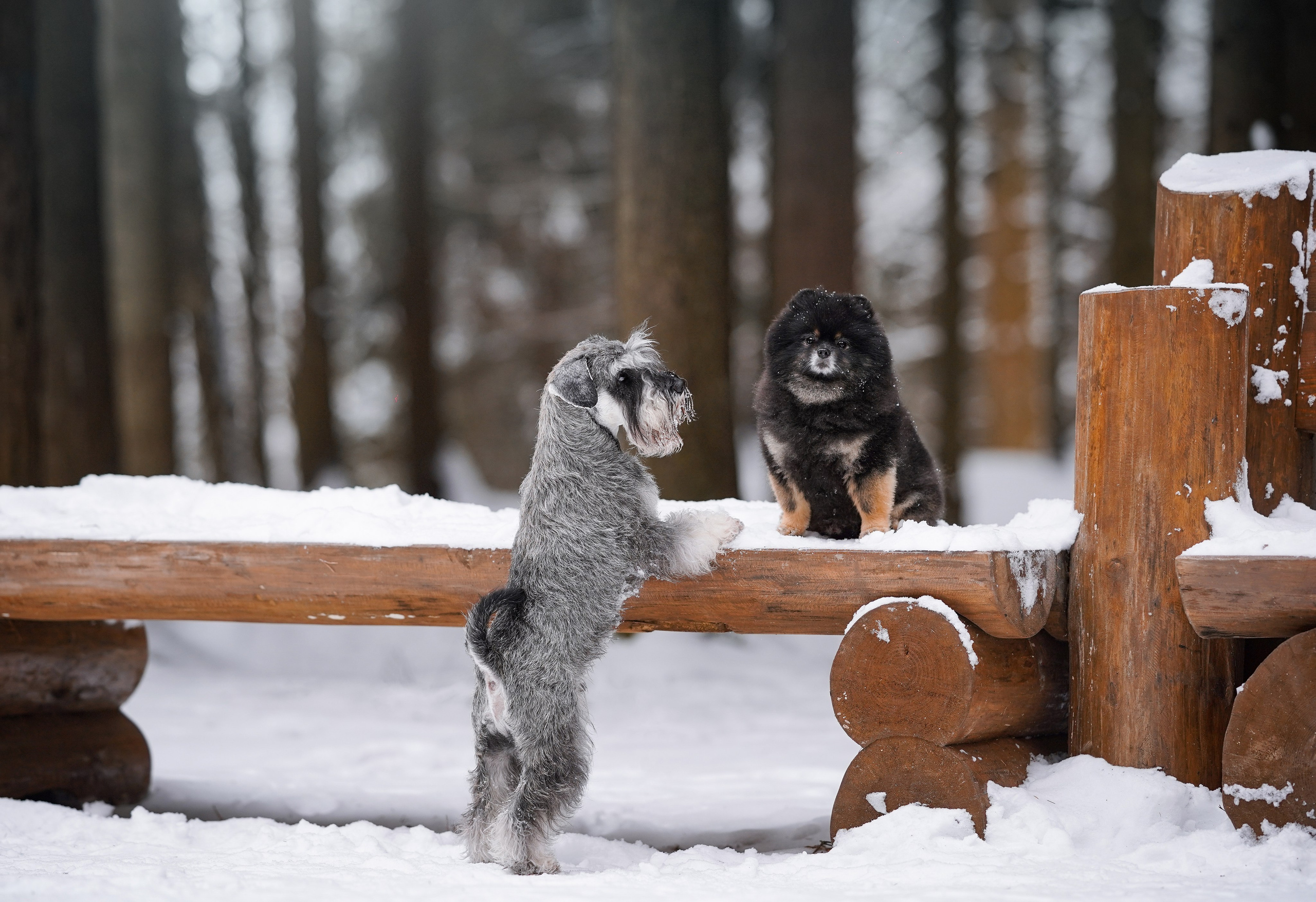 Бенчи и Арчи. Фотограф-анималист в Санкт-Петербурге Яна Мартынова