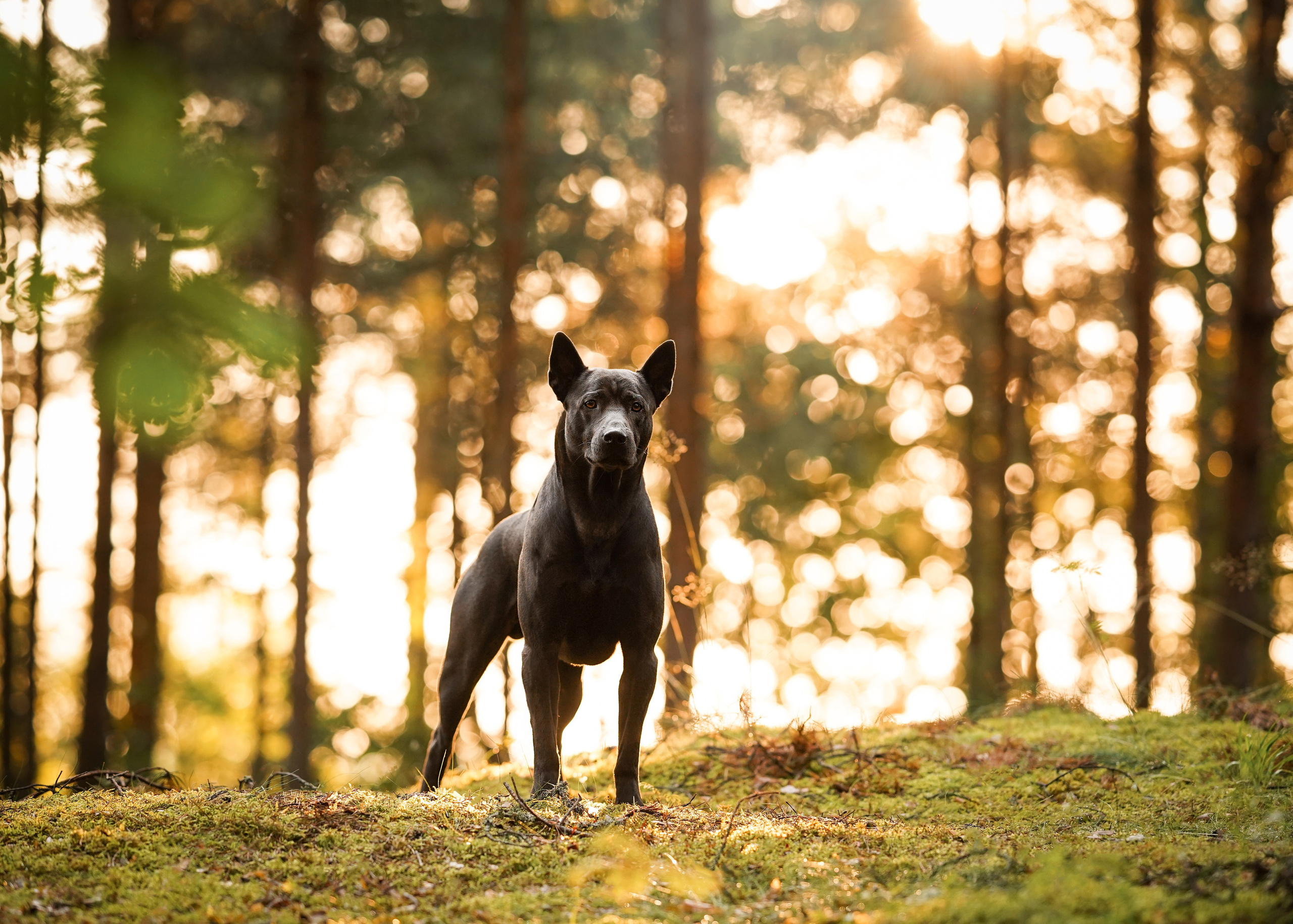 Вероника и Адам. Фотограф-анималист в Санкт-Петербурге Яна Мартынова