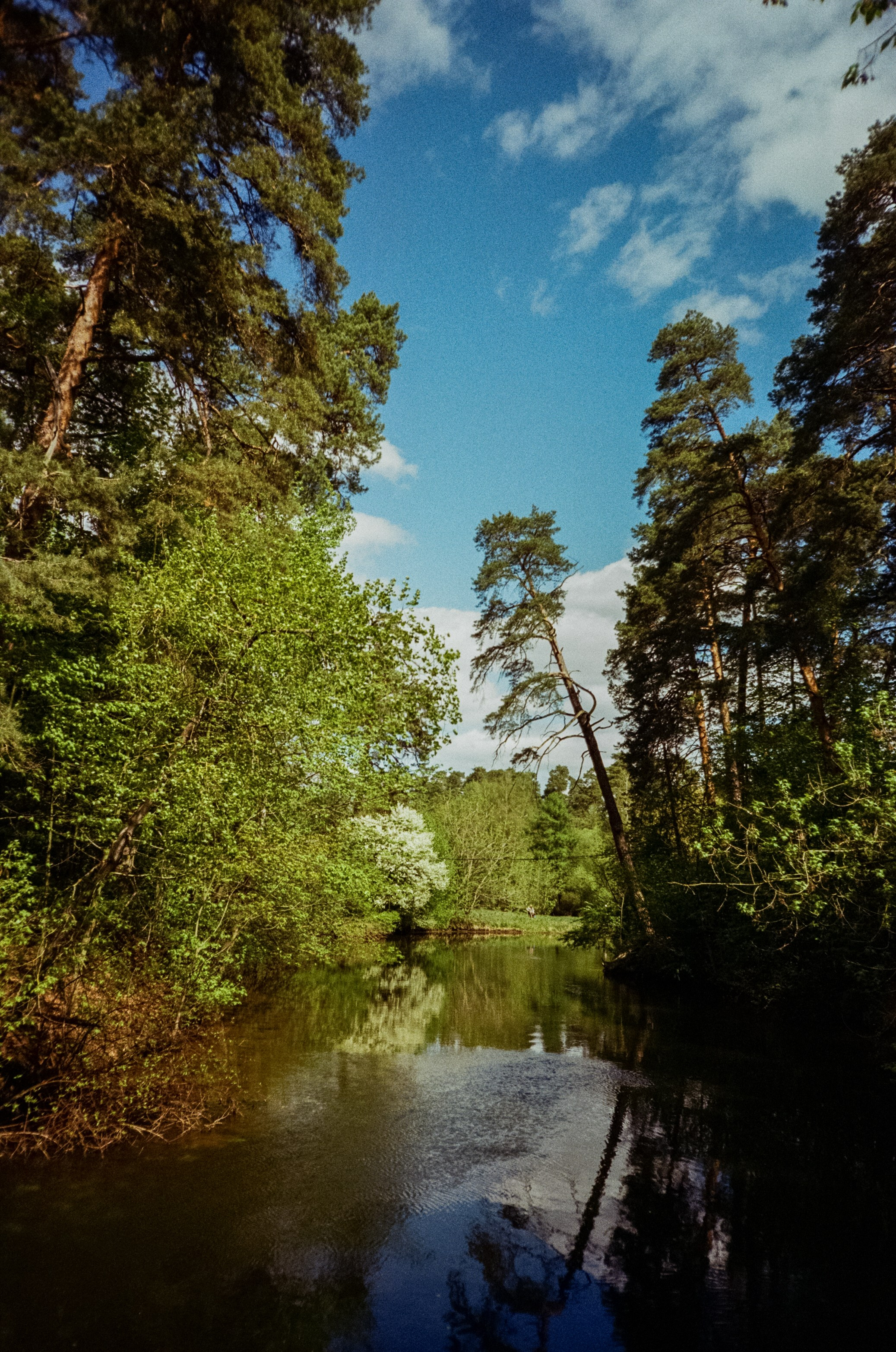 Ricoh R1 | Kodak ProImage 100 | 6 мая 2025 года СерБор