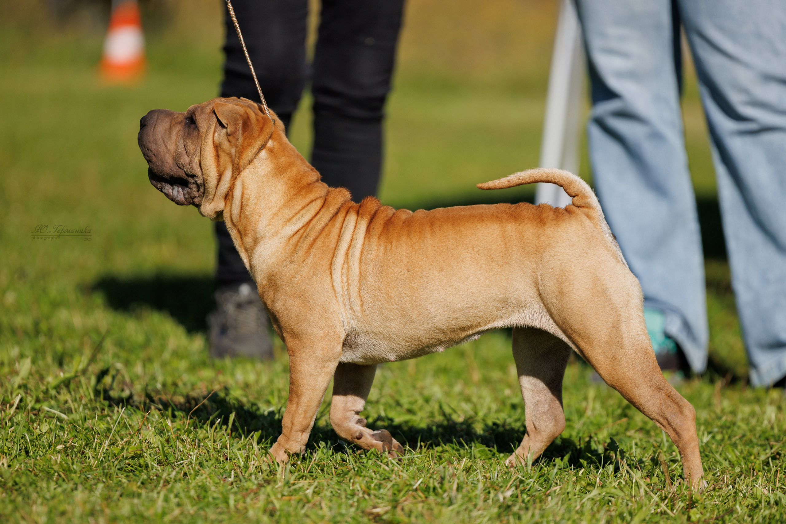 Зеленоград 13.09.2025. Фотограф-анималист Юлия Германика