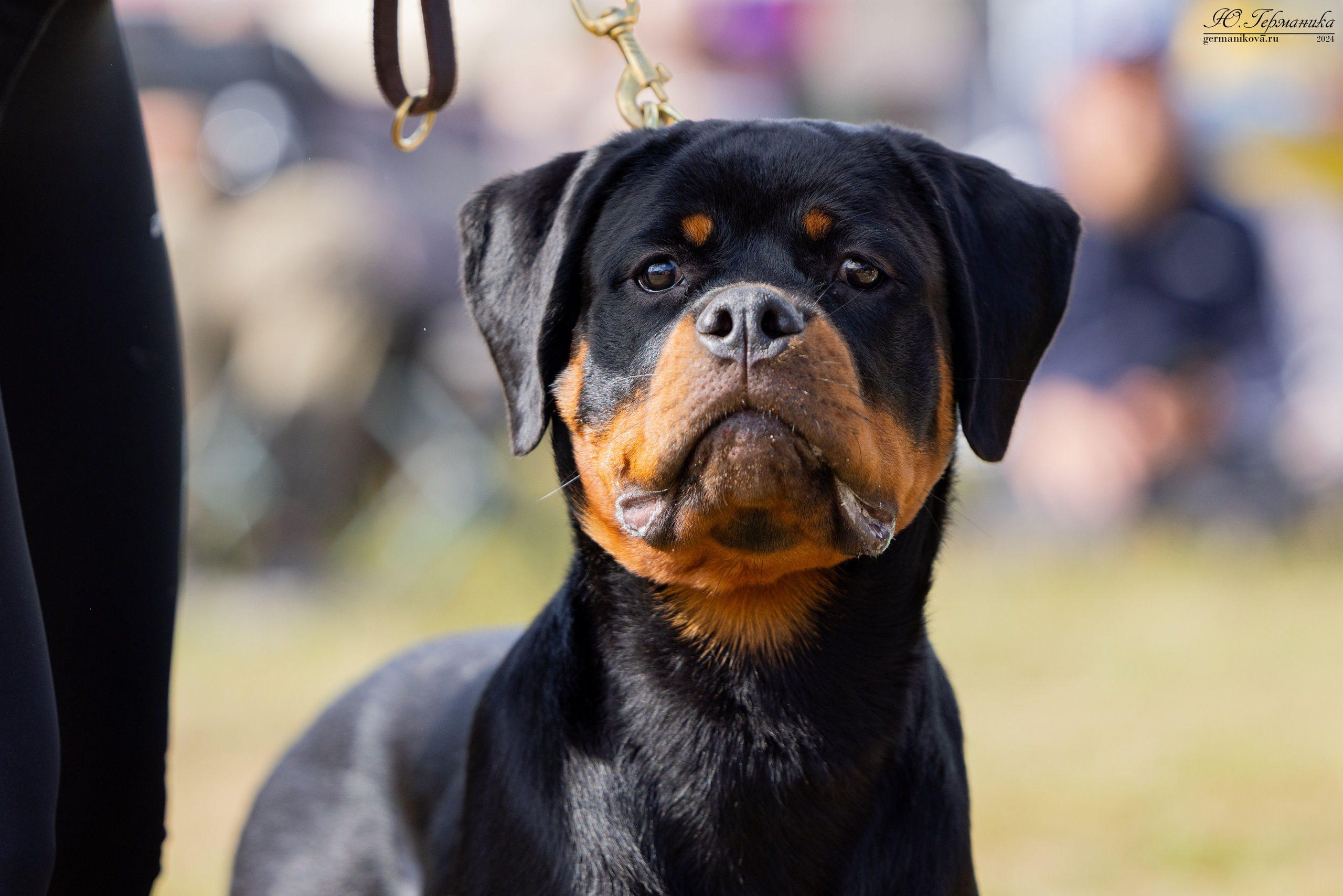 ПК и КЧК ротвейлеры Тверь 6-7.07.2024. Фотограф-анималист Юлия Германика