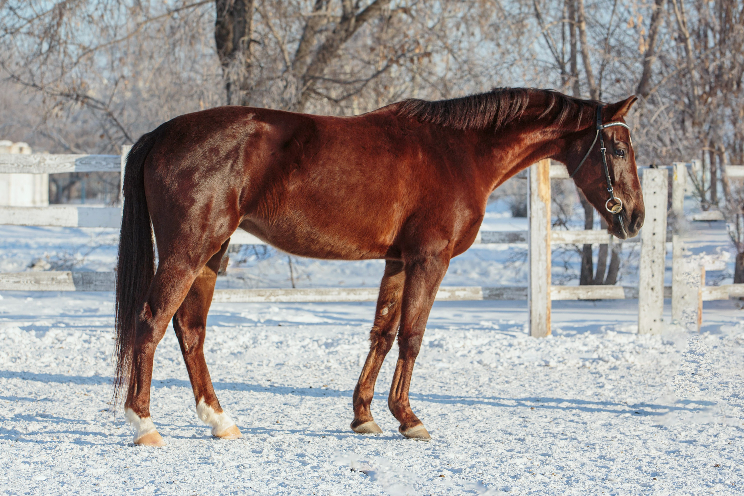 Лошади зимой. Конный фотограф в Красноярске — Любовь Похабова