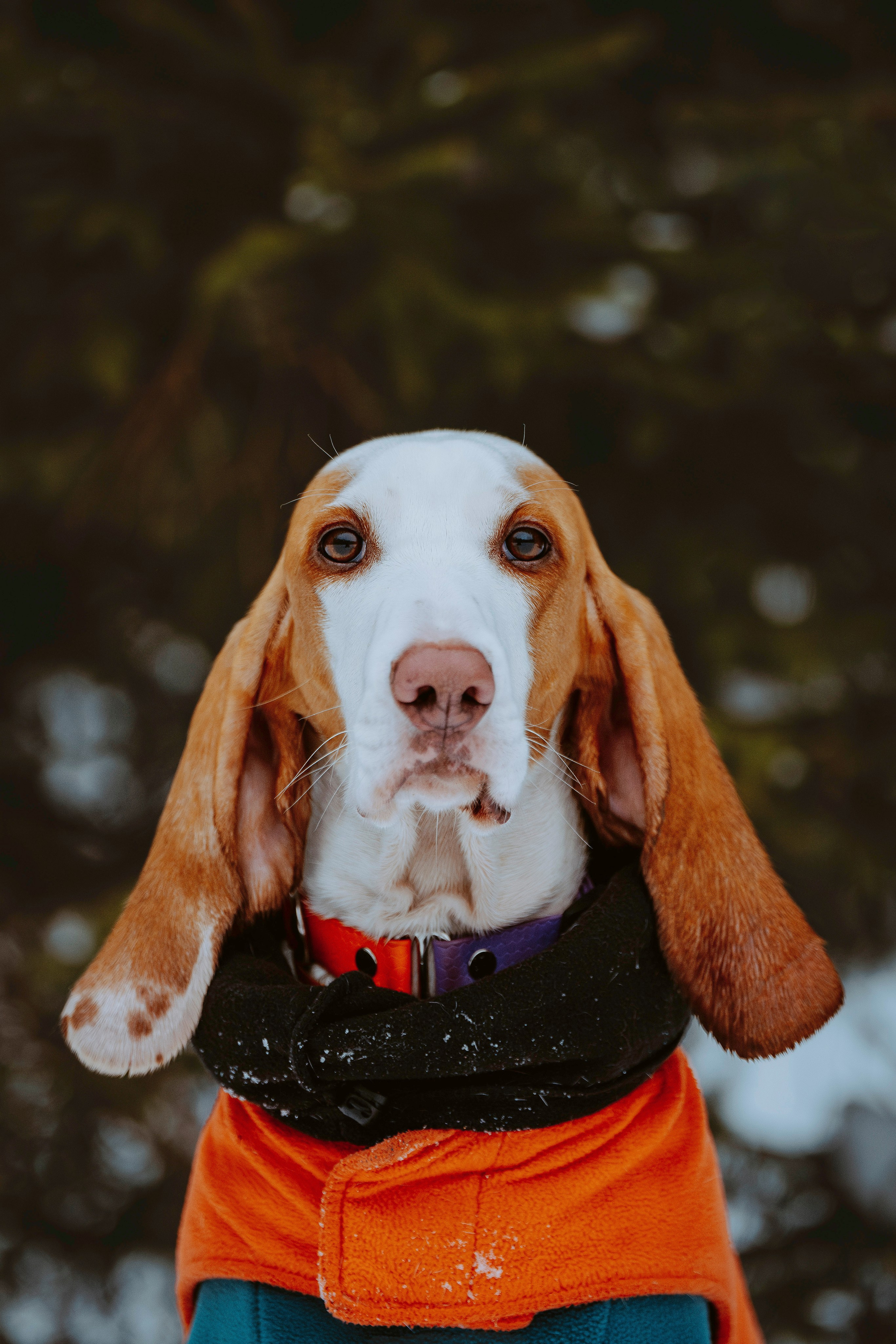 Ольга, Рора и Румпель. Фотограф анималист в Спб недорого Олеся Майорова