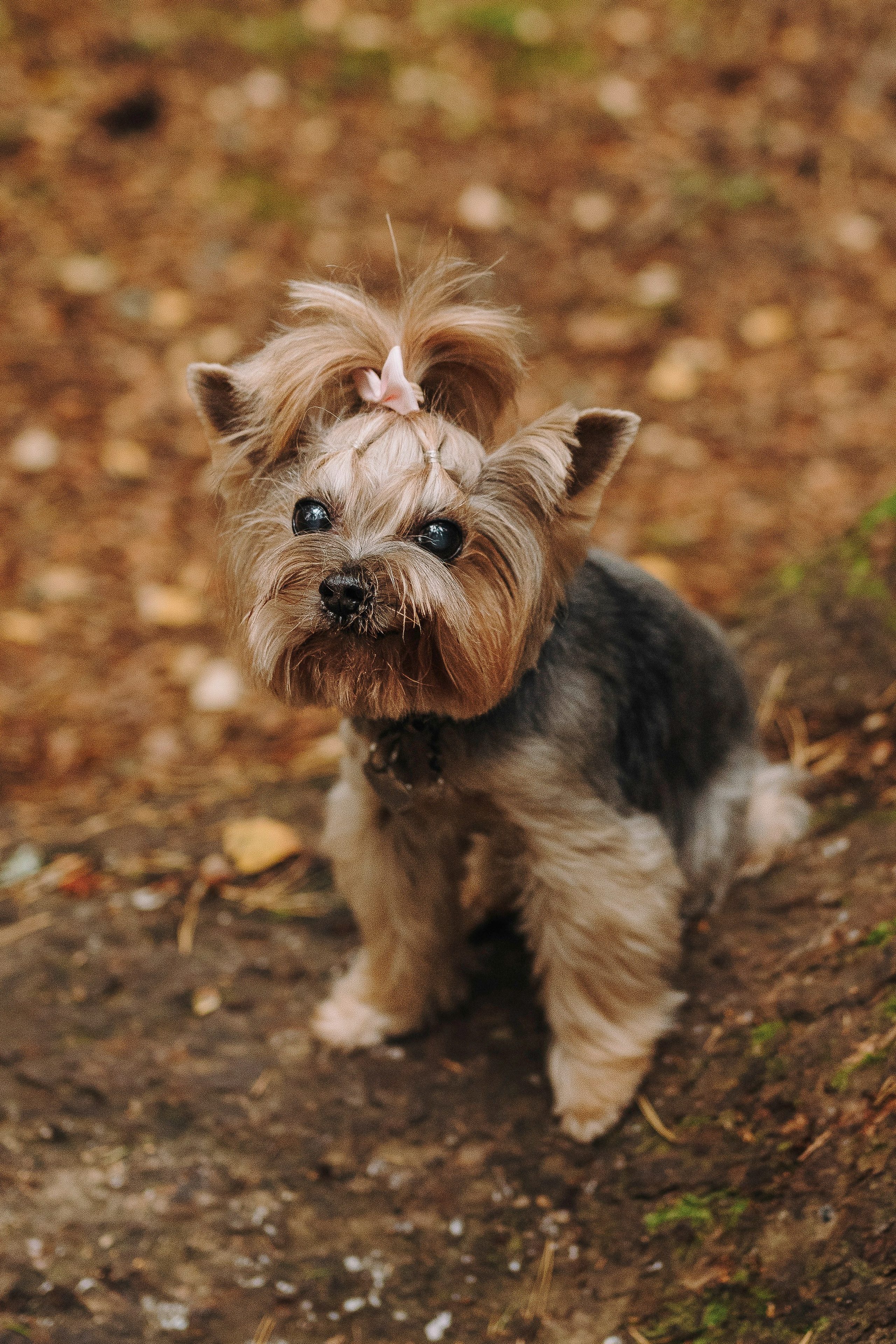 Евгения и Маруся. Фотограф анималист в Спб недорого Олеся Майорова