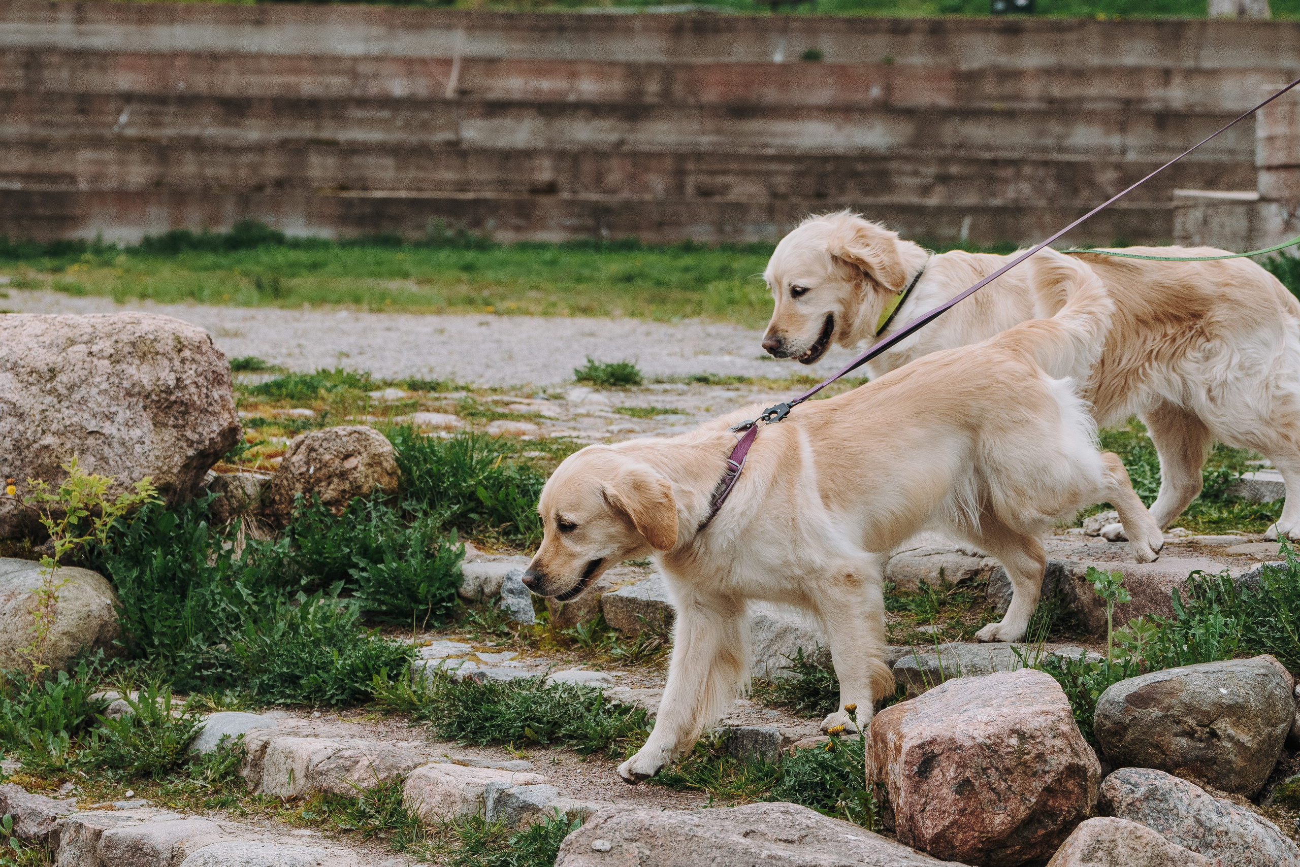 Соревнования по ноузворку в Лосево. Фотограф анималист в Спб недорого Олеся Майорова