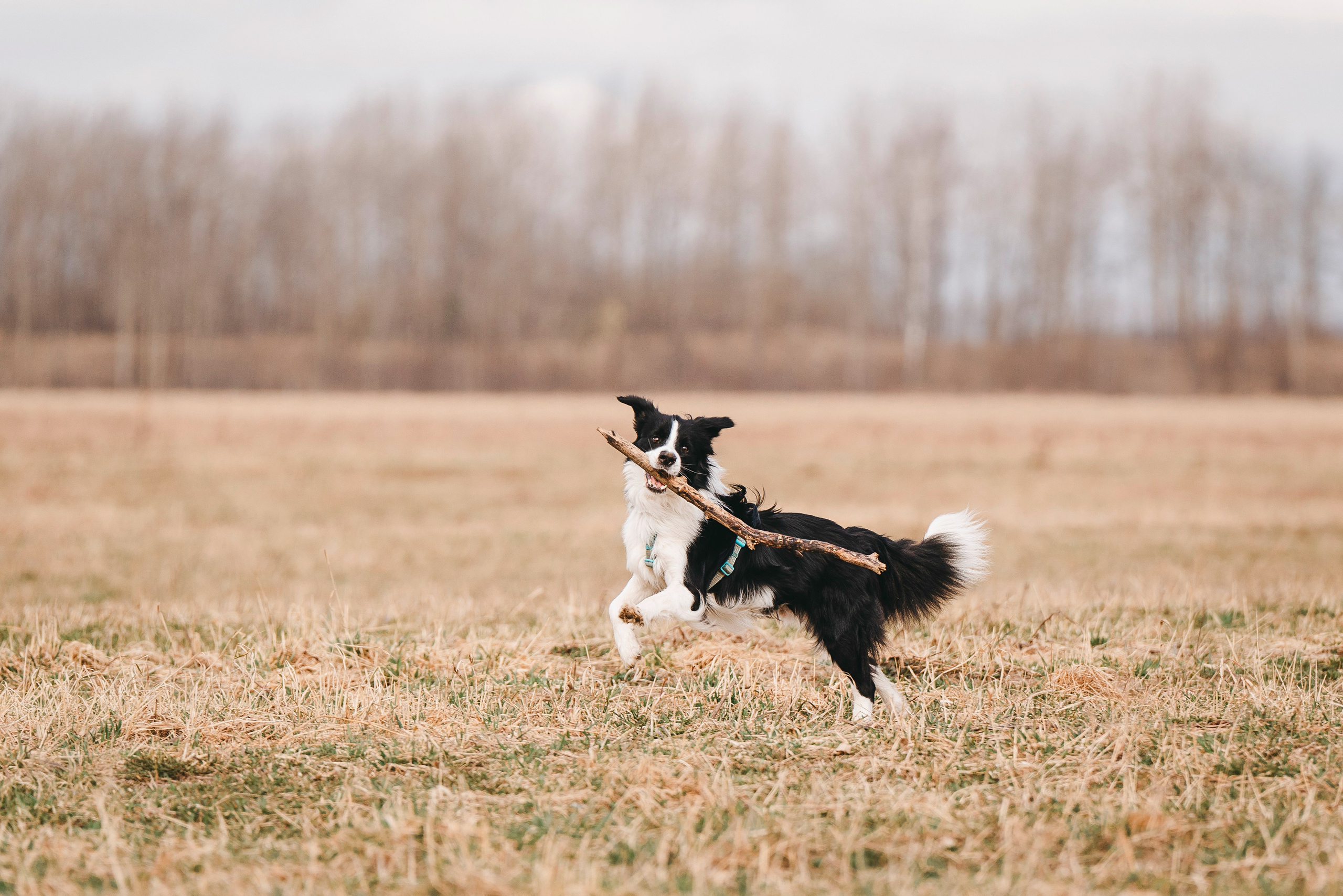 Нил и Алёна. Фотограф анималист в Спб недорого Олеся Майорова
