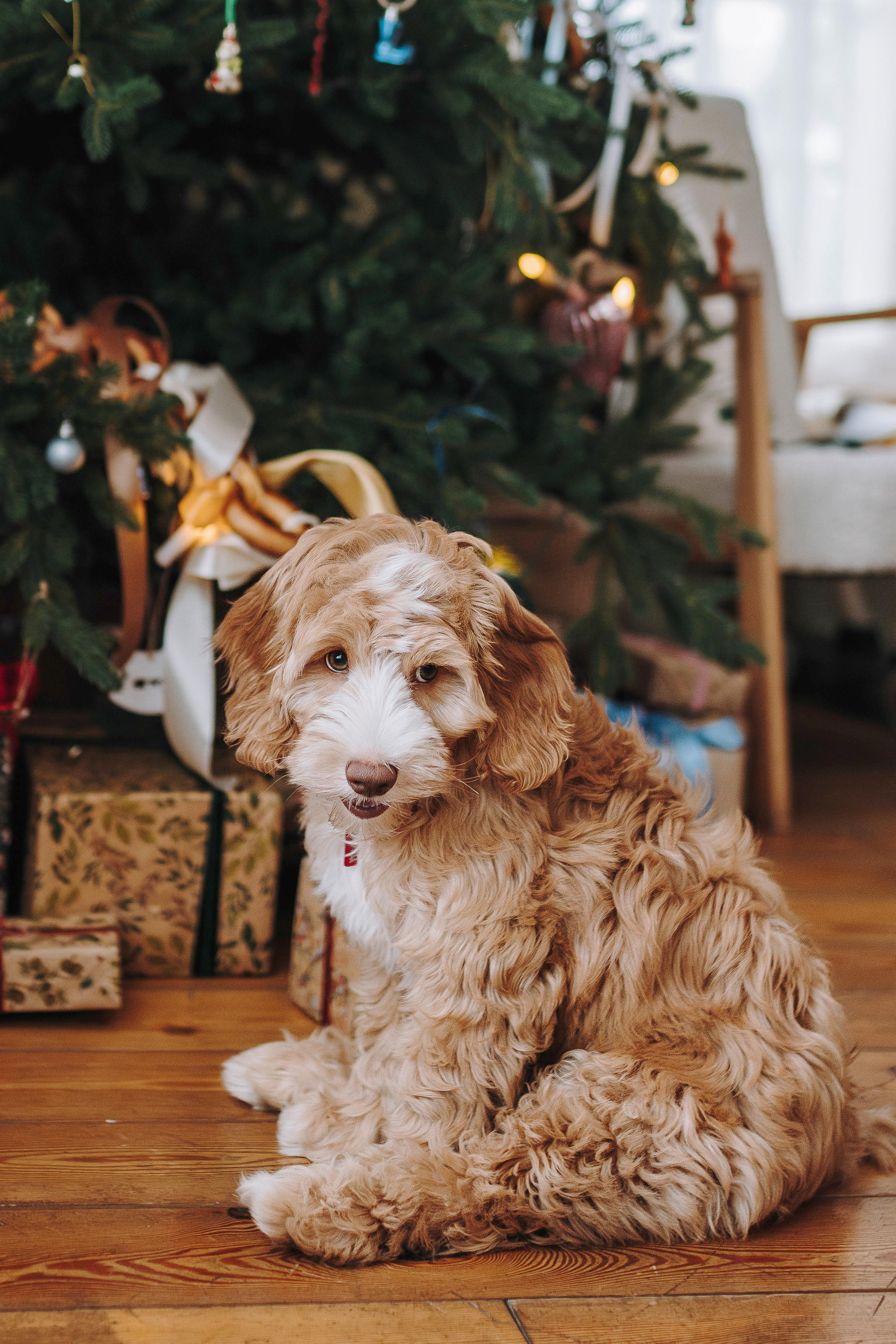Мёрфи, Таня и Антон. Фотограф анималист в Спб недорого Олеся Майорова
