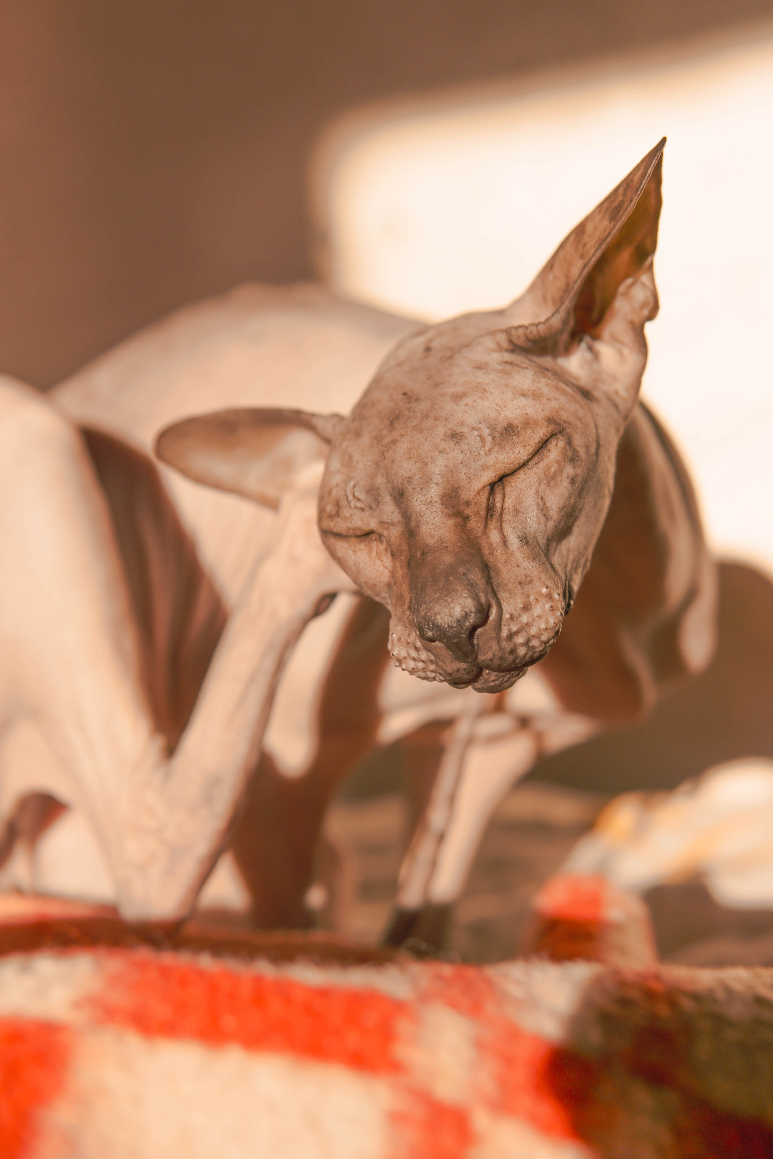 Бандит. Фотограф-анималист Ксения Воробьева, Москва