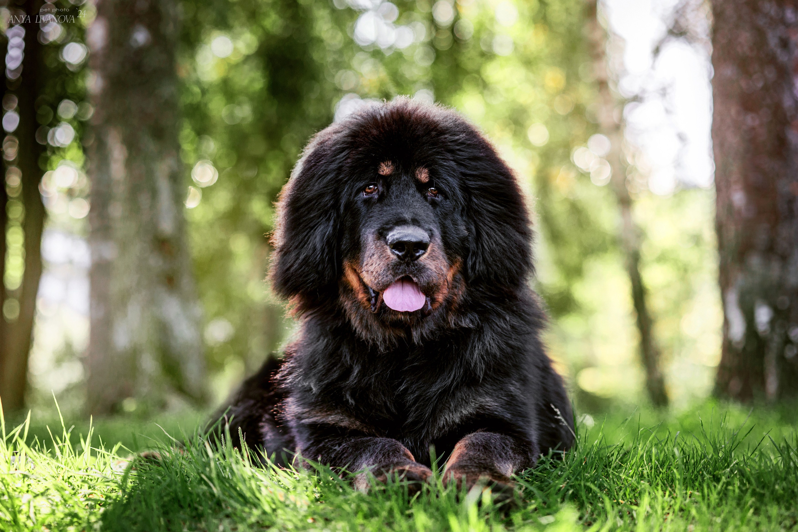 Адмирал. Фотограф анималист Аня Ливанова | Рыбинск