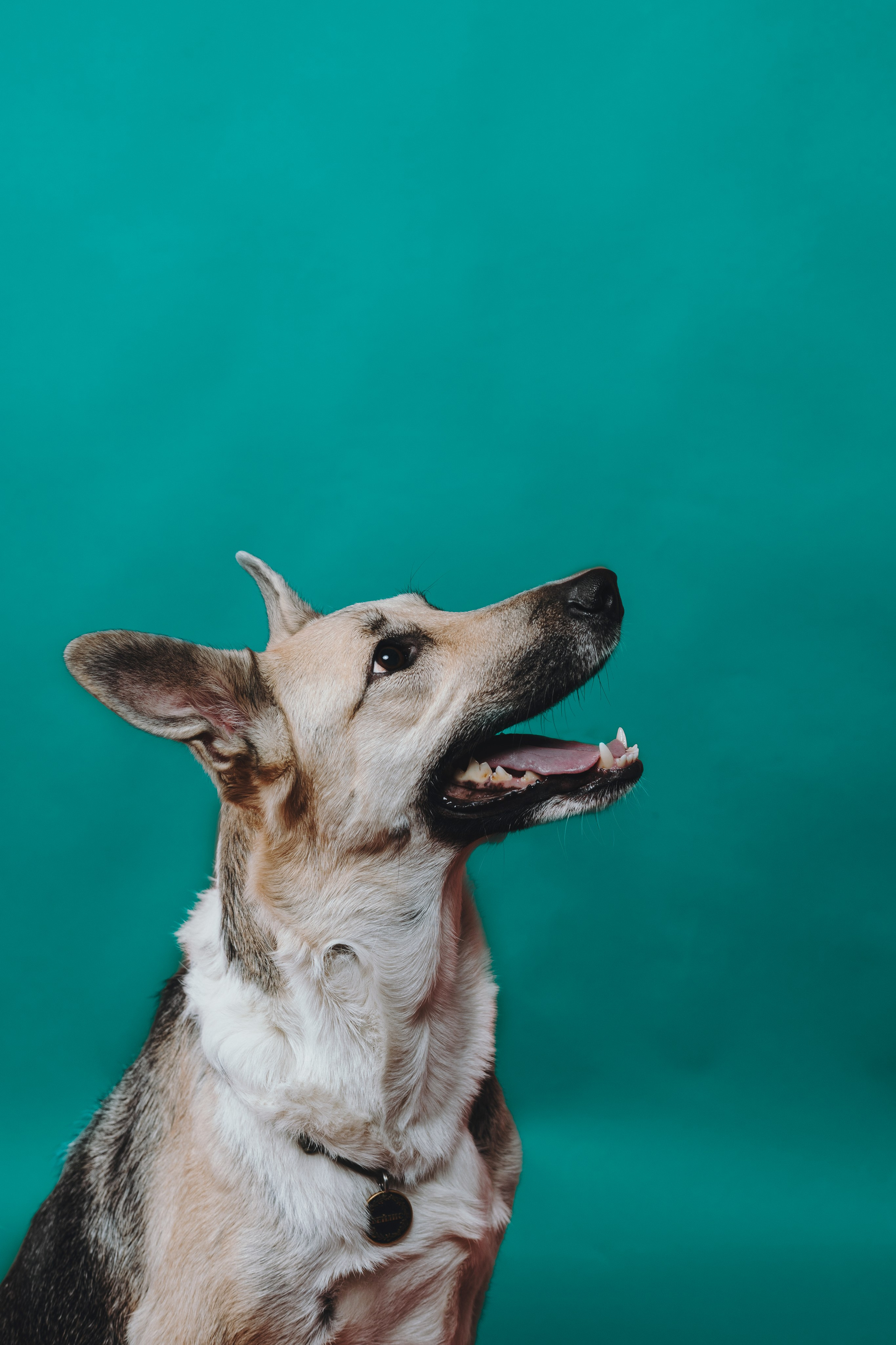 Анна и Бейлис. Фотограф — анималист Владивосток, Алина