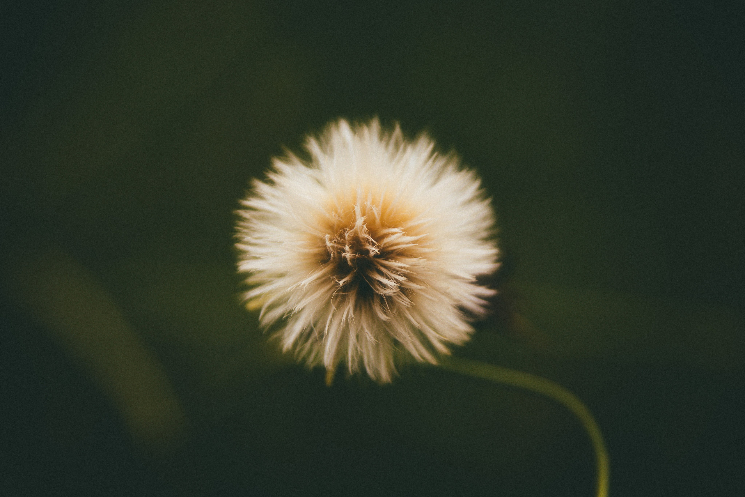 Природа. Darinishna Фэнтези-фотограф Хабаровск