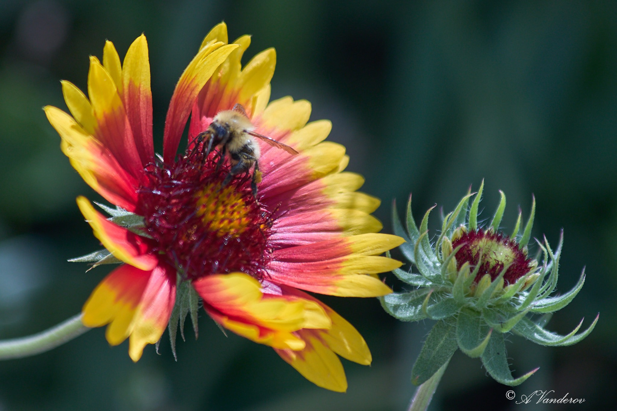 Село Савкино Баганского района Новосибирской области. Фотограф Омск | Александр Вандеров