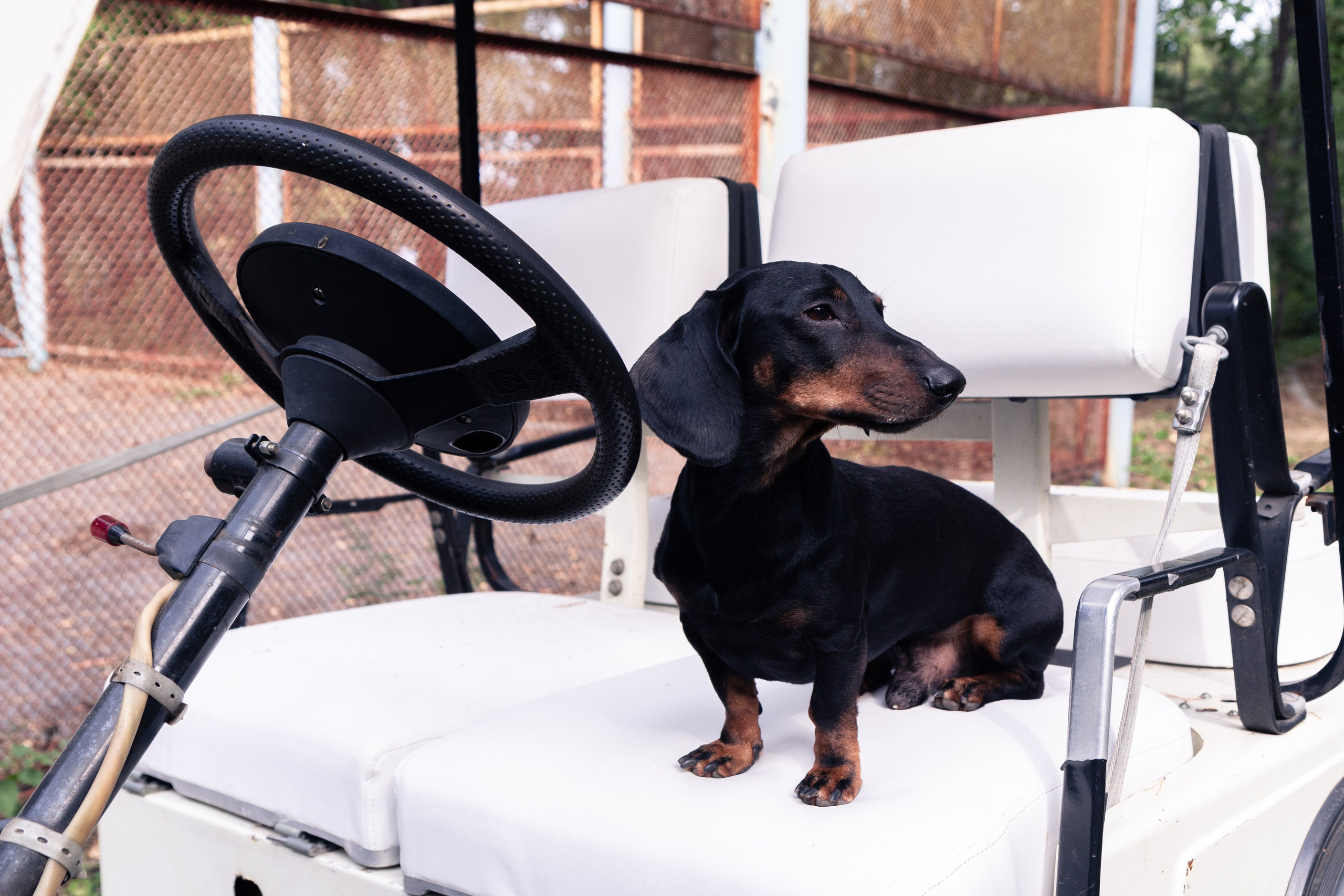 Фотосъёмка животных. Предметный и репортажный фотограф Алексей Кротов