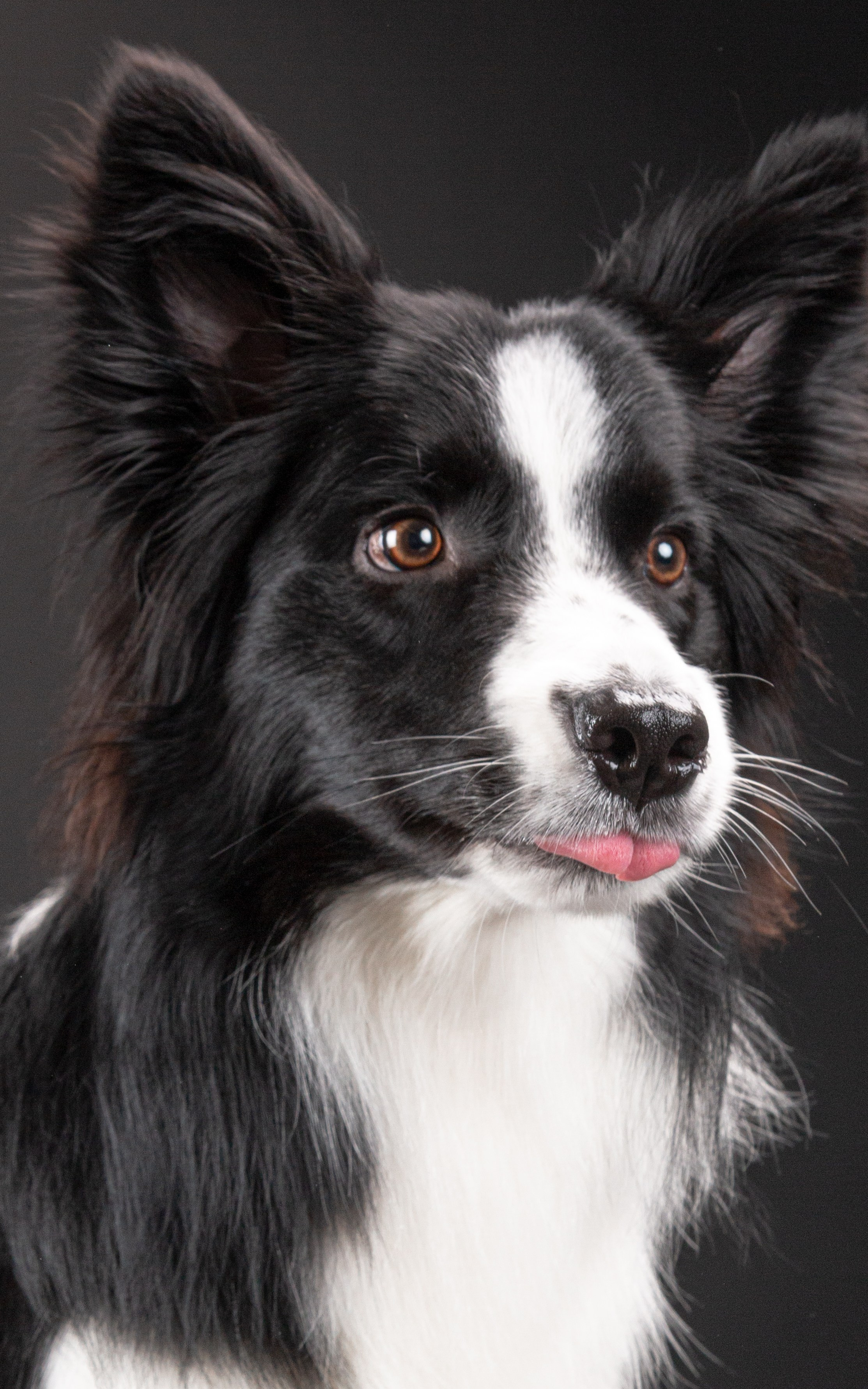 Фотосъёмка животных. Предметный и репортажный фотограф Алексей Кротов