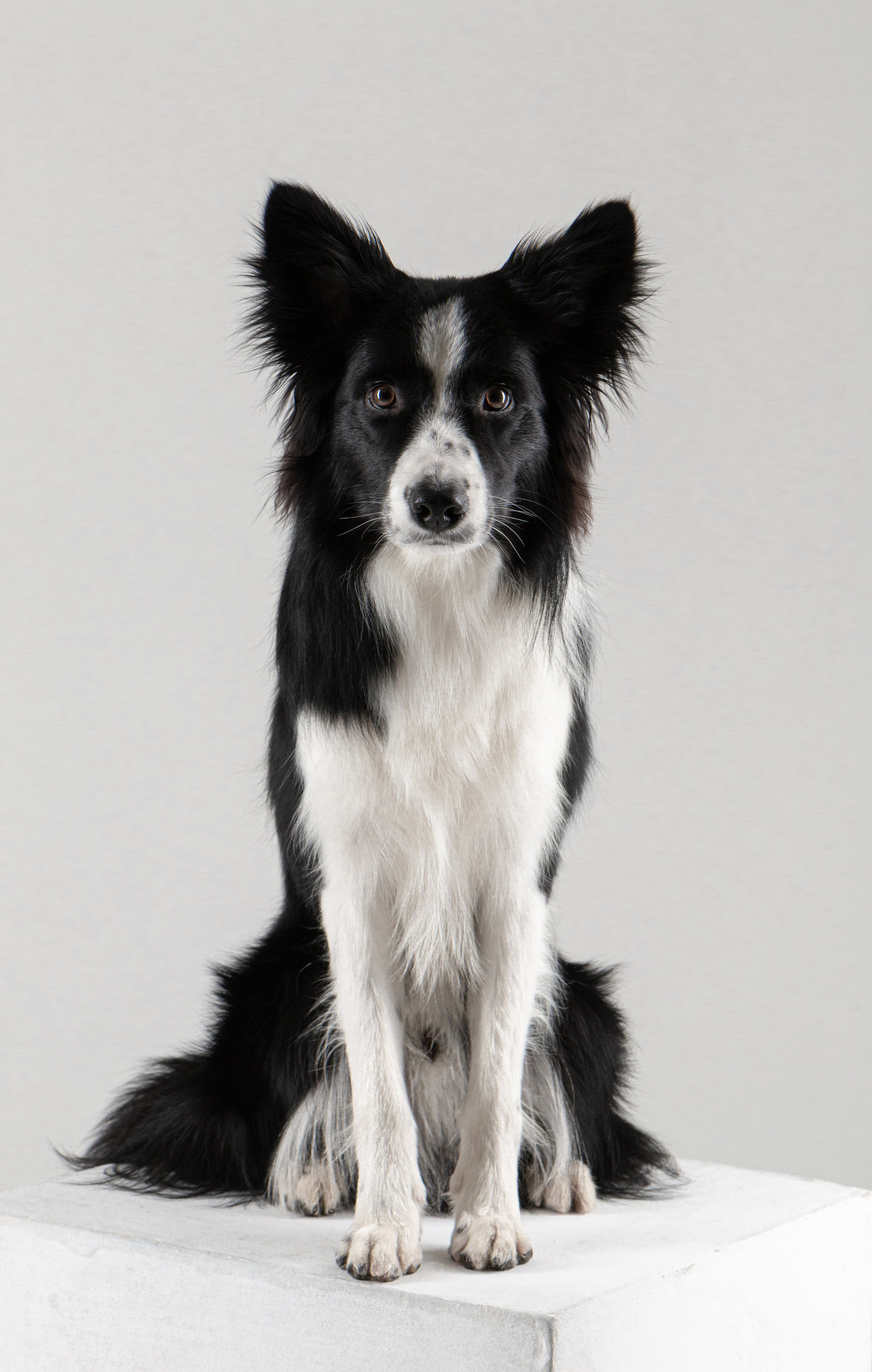 Фотосъёмка животных. Предметный и репортажный фотограф Алексей Кротов