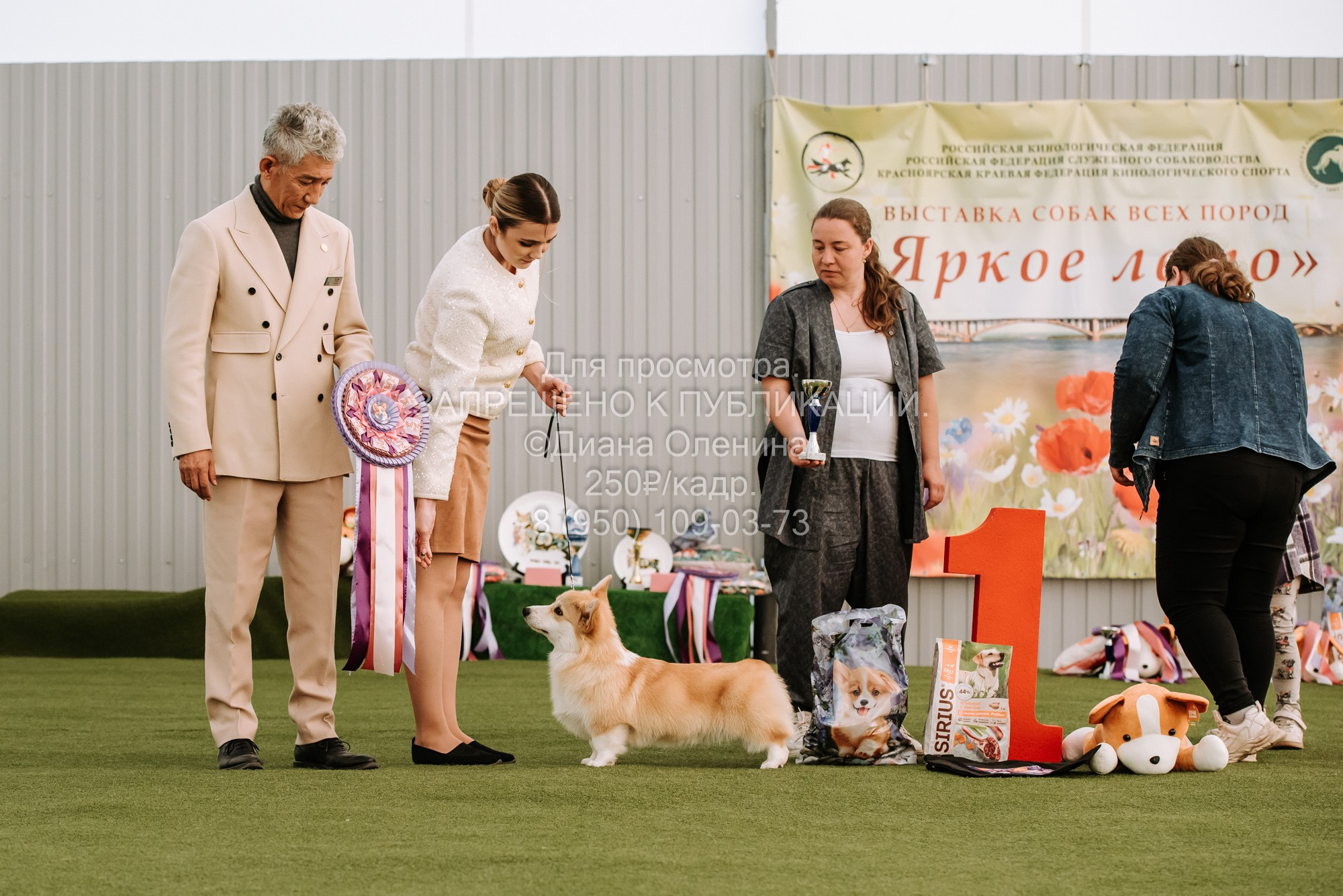 Выставка собак Красноярск 2.06. Фотограф Диана Оленина Красноярск / Братск
