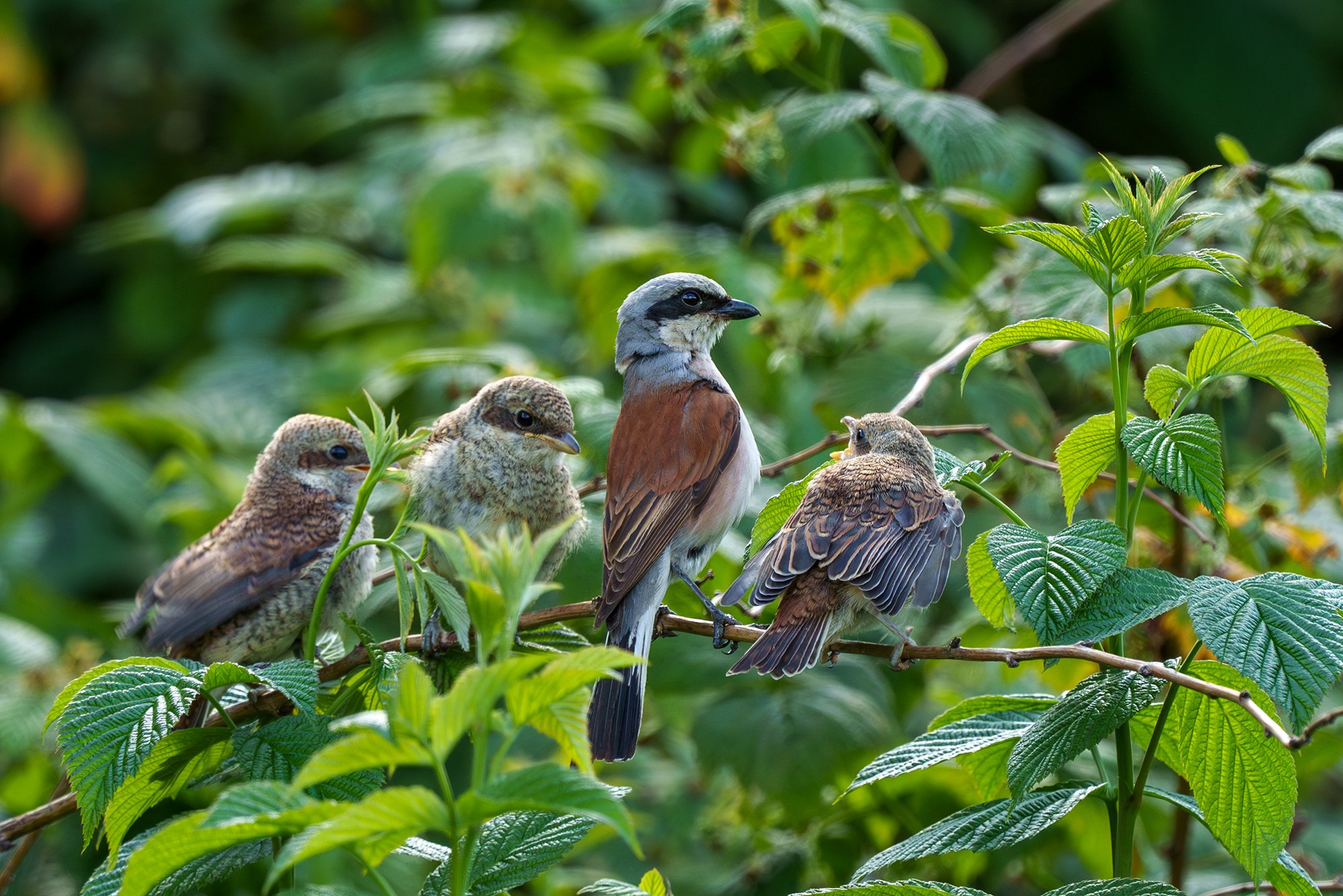 Удивительные мир птиц. Вокруг нас столько прекрасного — присмотритесь!. Ваш личный фотограф Марина Волкова