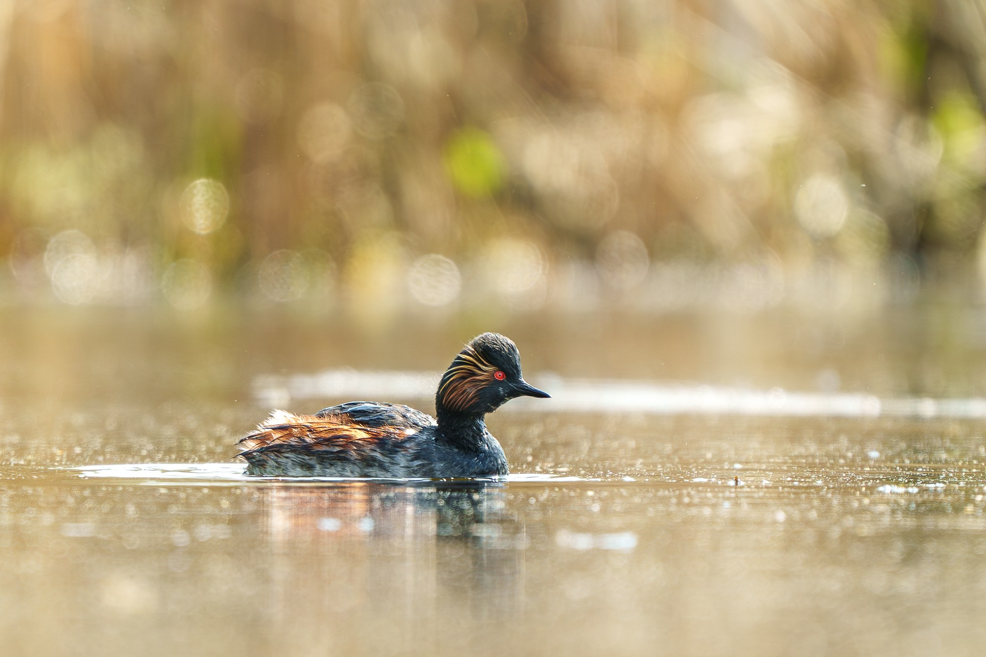 Удивительные мир птиц. Вокруг нас столько прекрасного — присмотритесь!. Ваш личный фотограф Марина Волкова