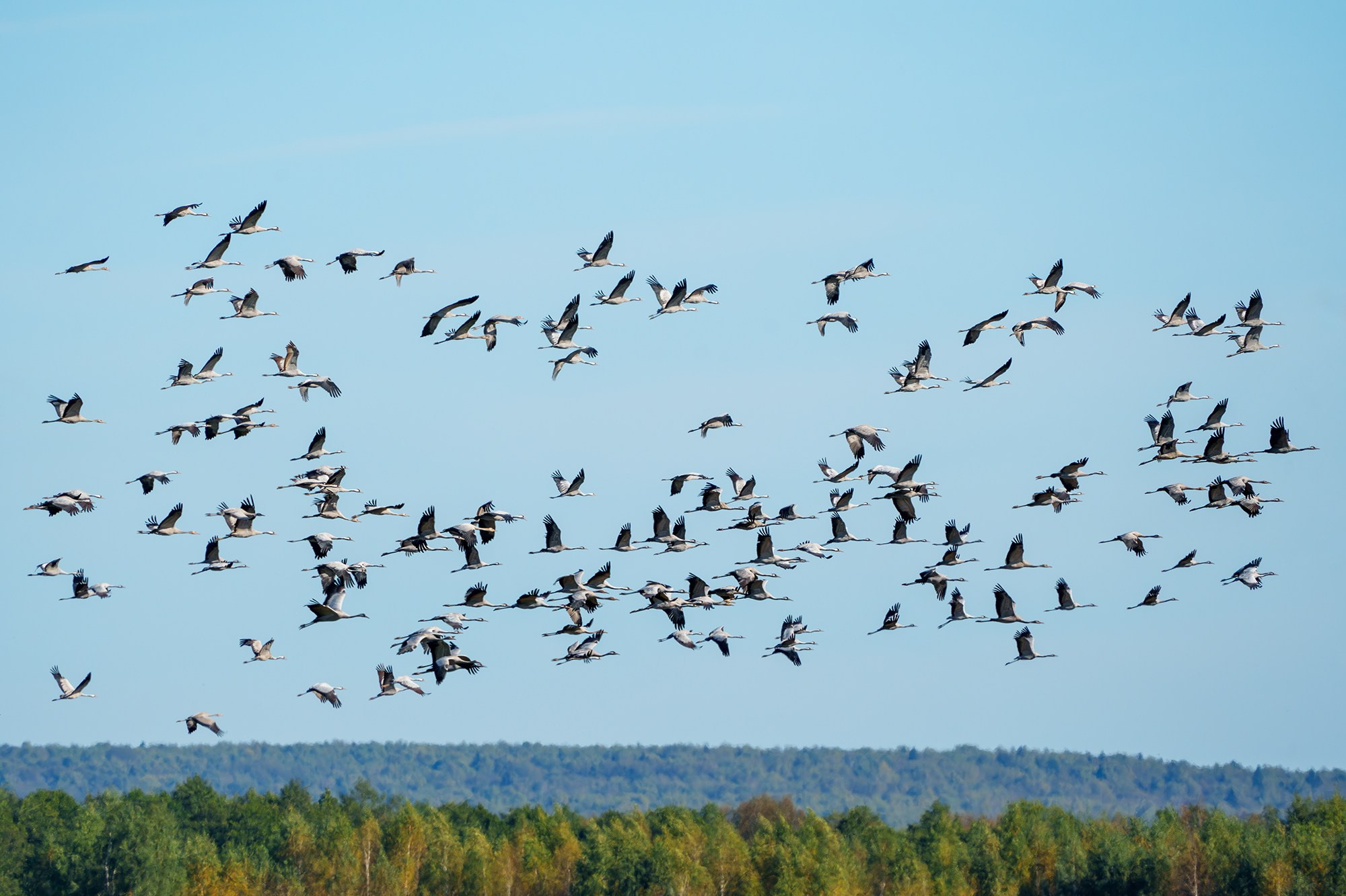 Удивительные мир птиц. Вокруг нас столько прекрасного — присмотритесь!. Ваш личный фотограф Марина Волкова