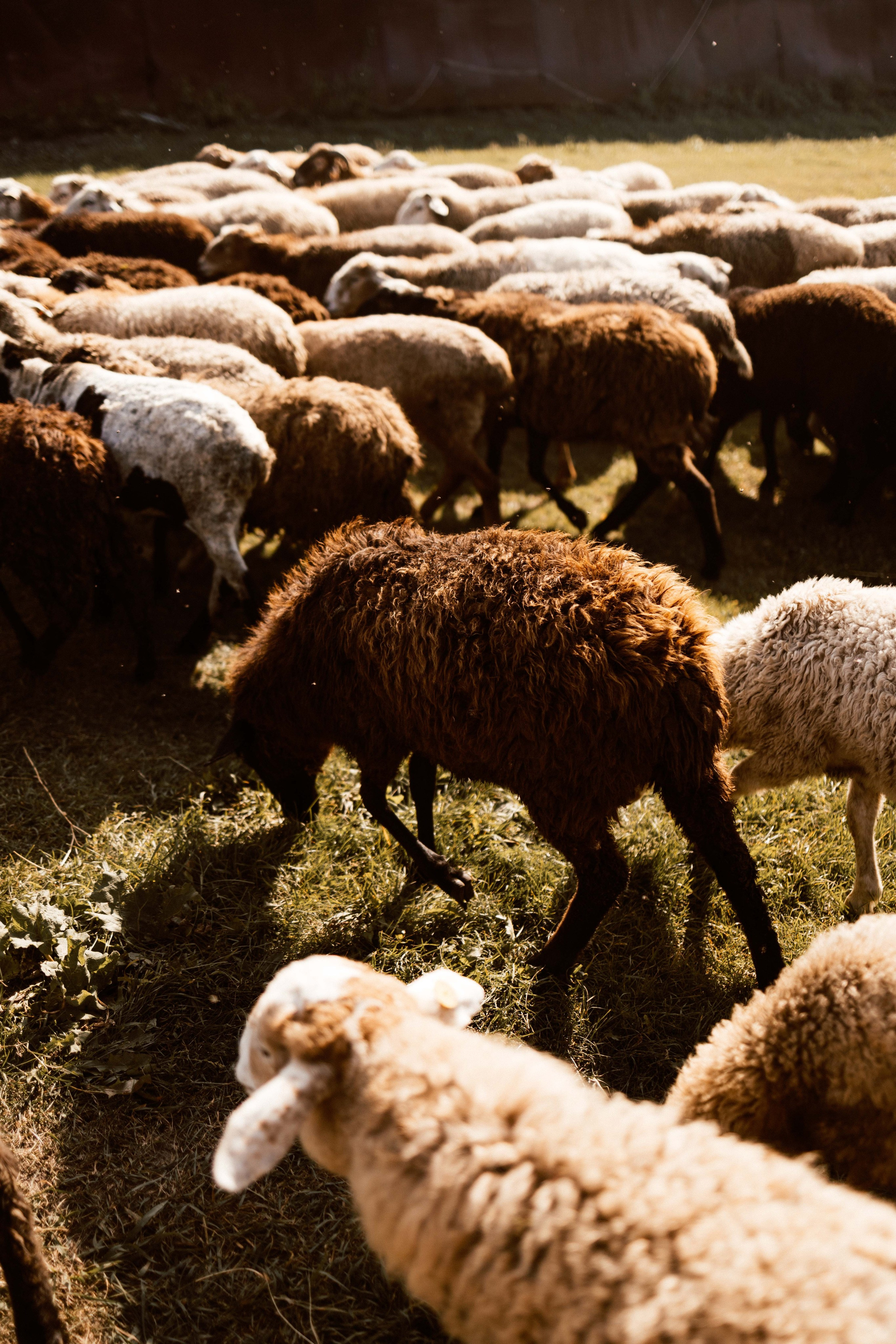 Фотосессия с овечками для Ксюши. Фотограф в Тюмени Башмакова Анна