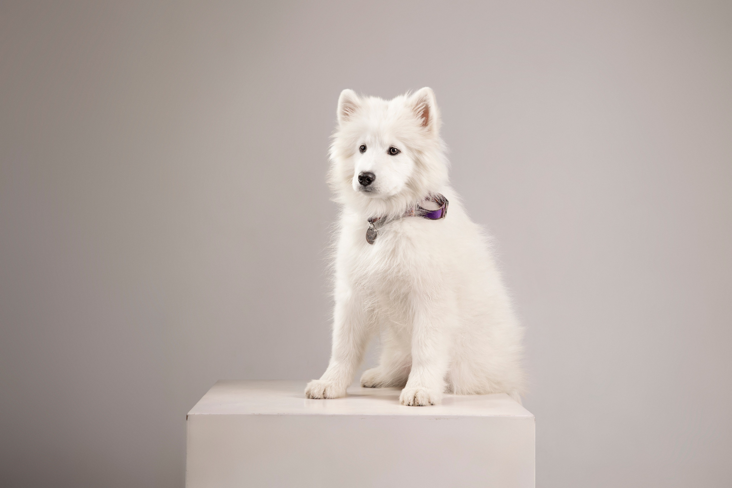 Кая и Даяна. Фотограф анималист в Москве Майорова Евгения