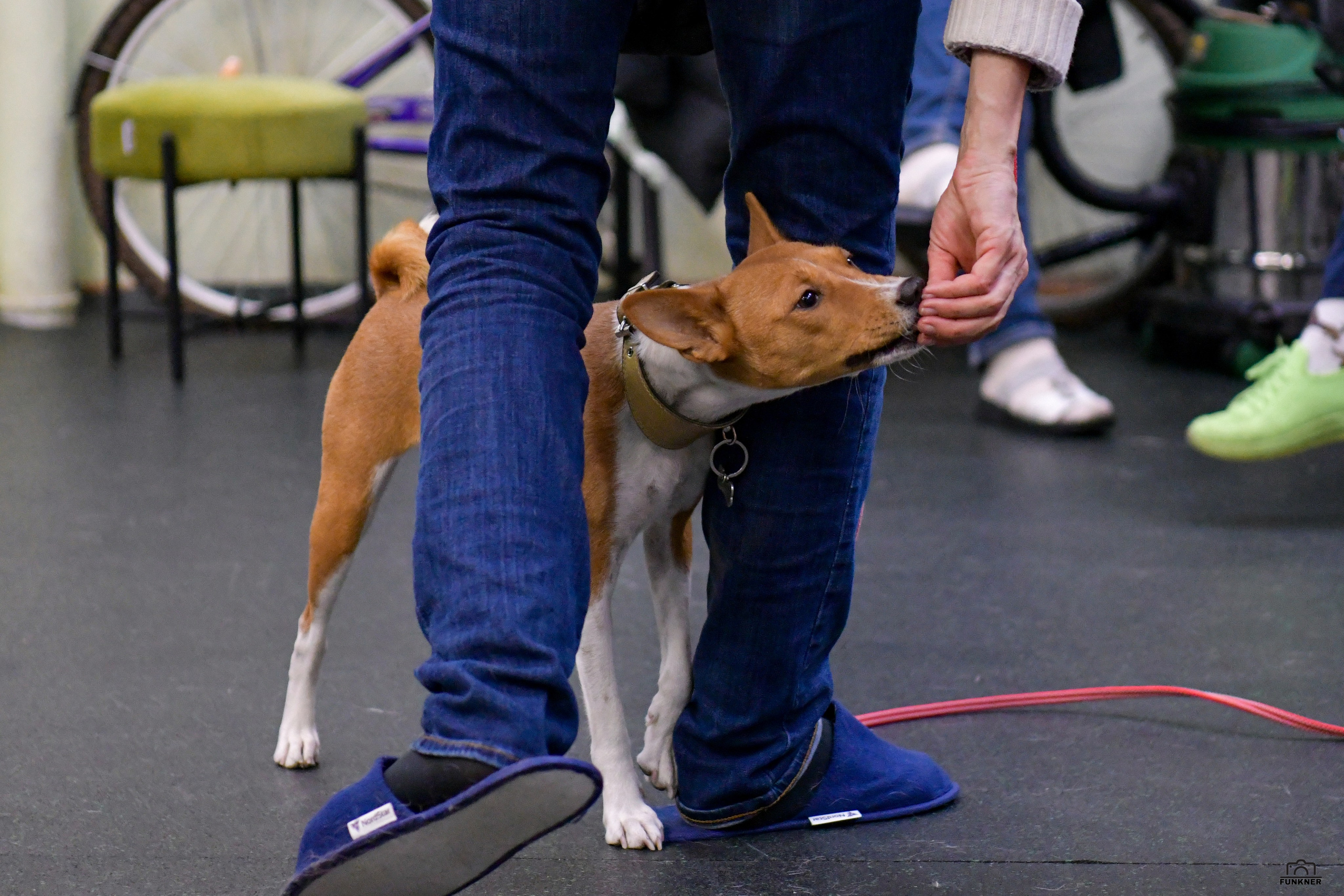 Кинологический клуб «Бодрый хвост». Свой взгляд через объектив