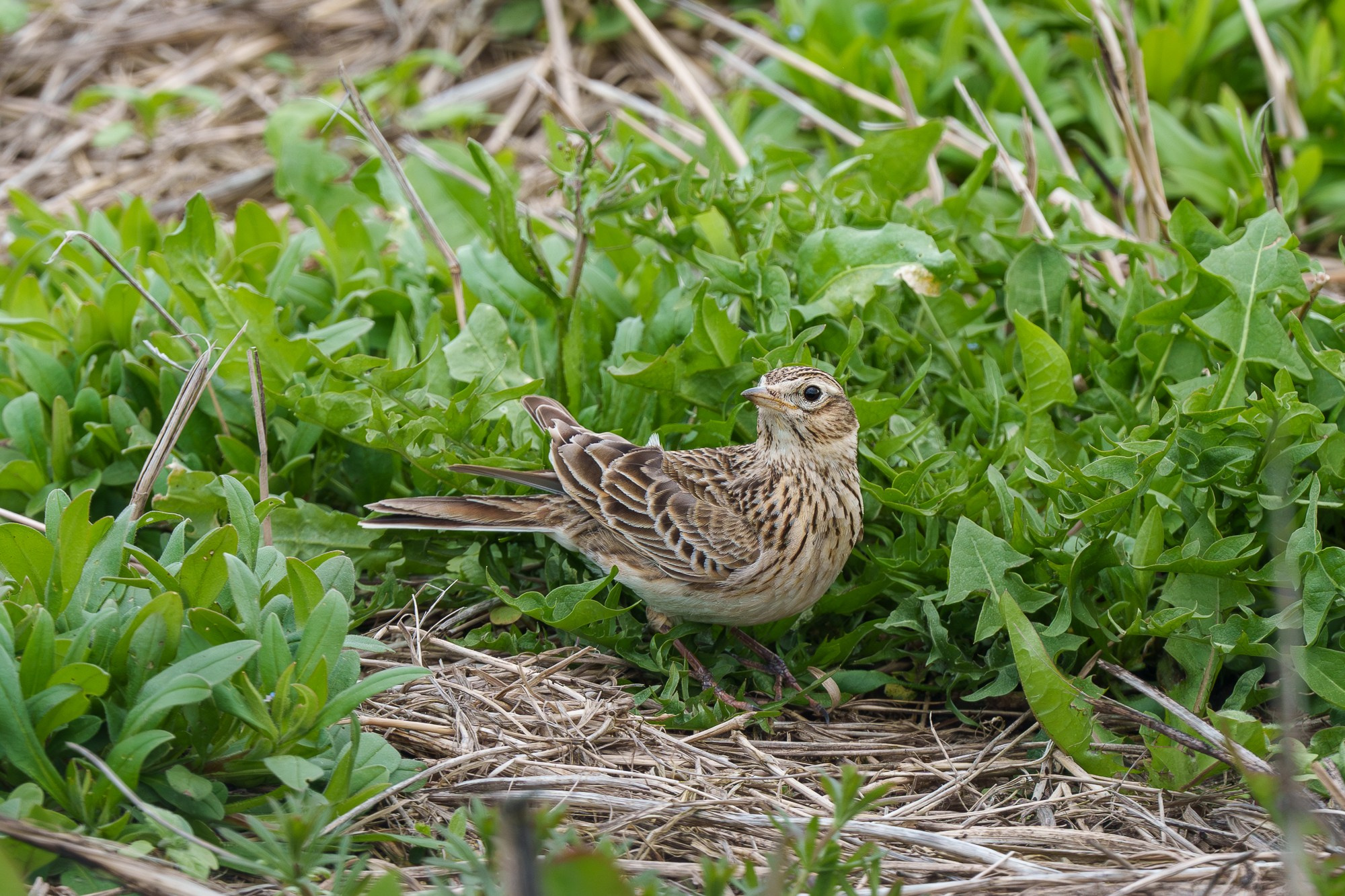 Удивительные мир птиц. Вокруг нас столько прекрасного — присмотритесь!. Ваш личный фотограф Марина Волкова