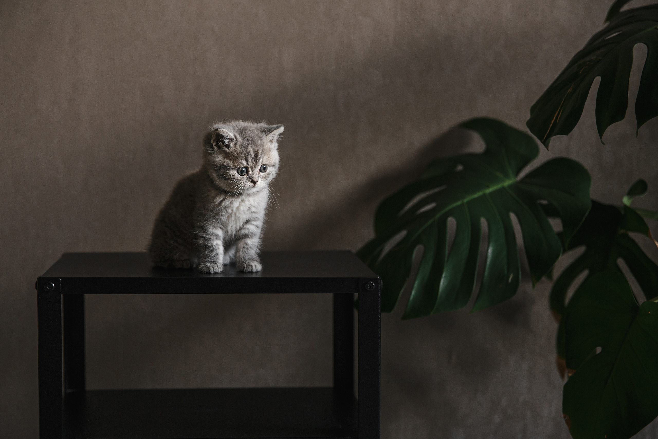 Арина, Марк и Бэтти. Свадебный и семейный фотограф Ксения Ржевская (Митрохина)