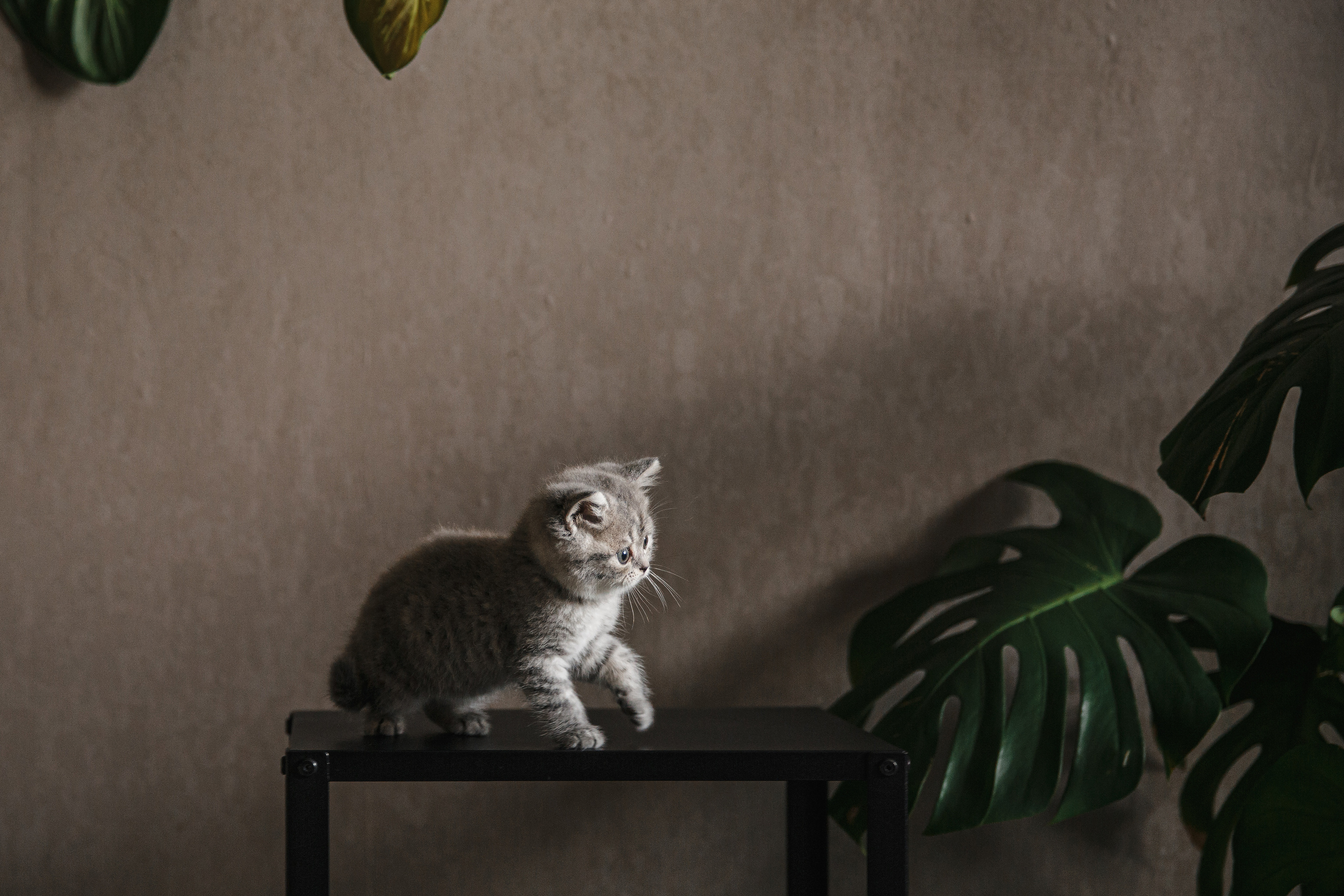 Арина, Марк и Бэтти. Свадебный и семейный фотограф Ксения Ржевская (Митрохина)