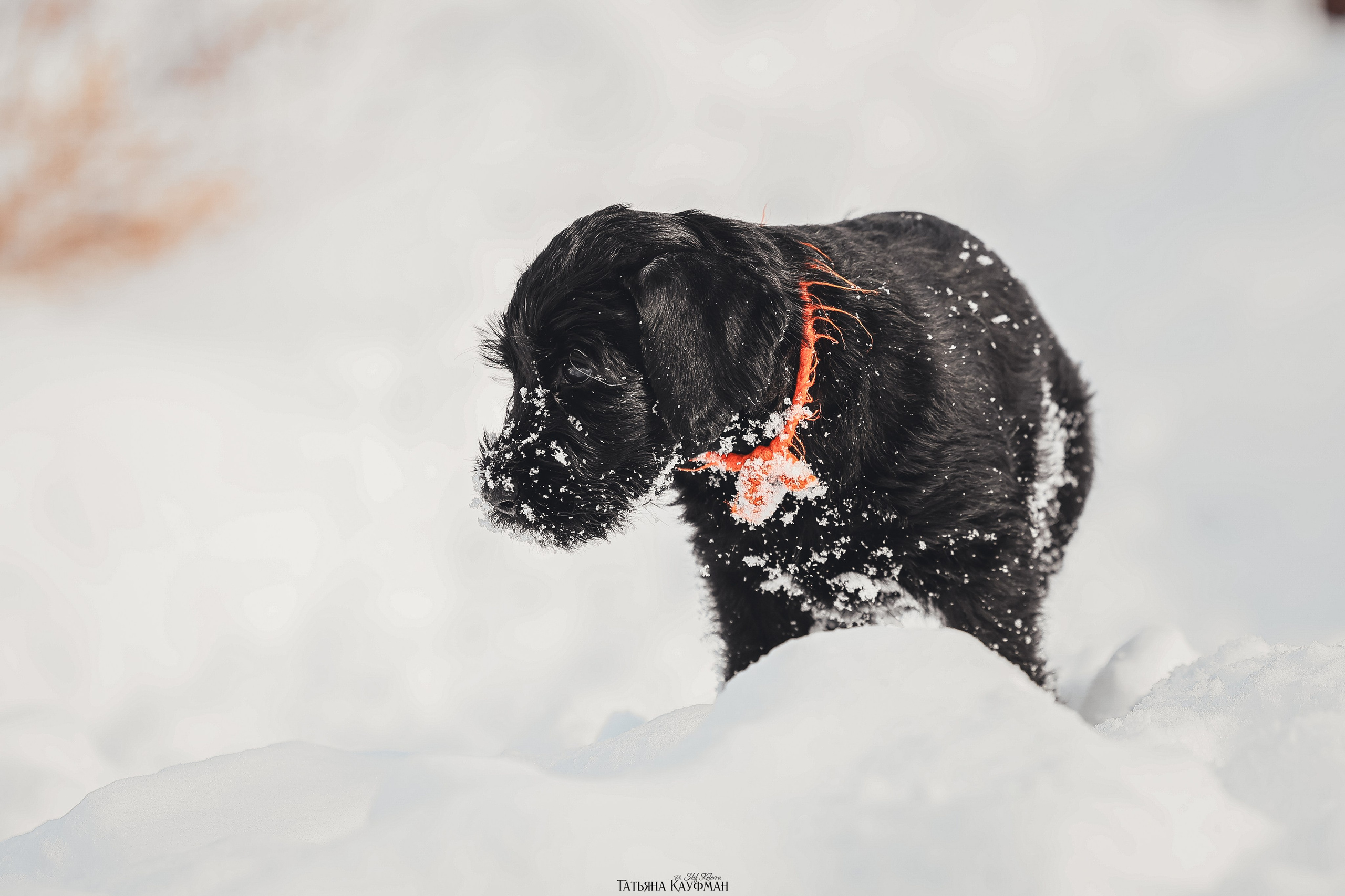 Ризеншнауцер, щенки ризеншнауцера, купить ризеншнауцера, купить щенка, ризеншнауцер Новосибирск, фотосъемка щенков, фотосессия собак, заказать фотосессию, фотографии щенков, сфотографировать щенка, фотограф Анималист, фотограф собак Новосибирск, фотограф анималист Новосибирск
