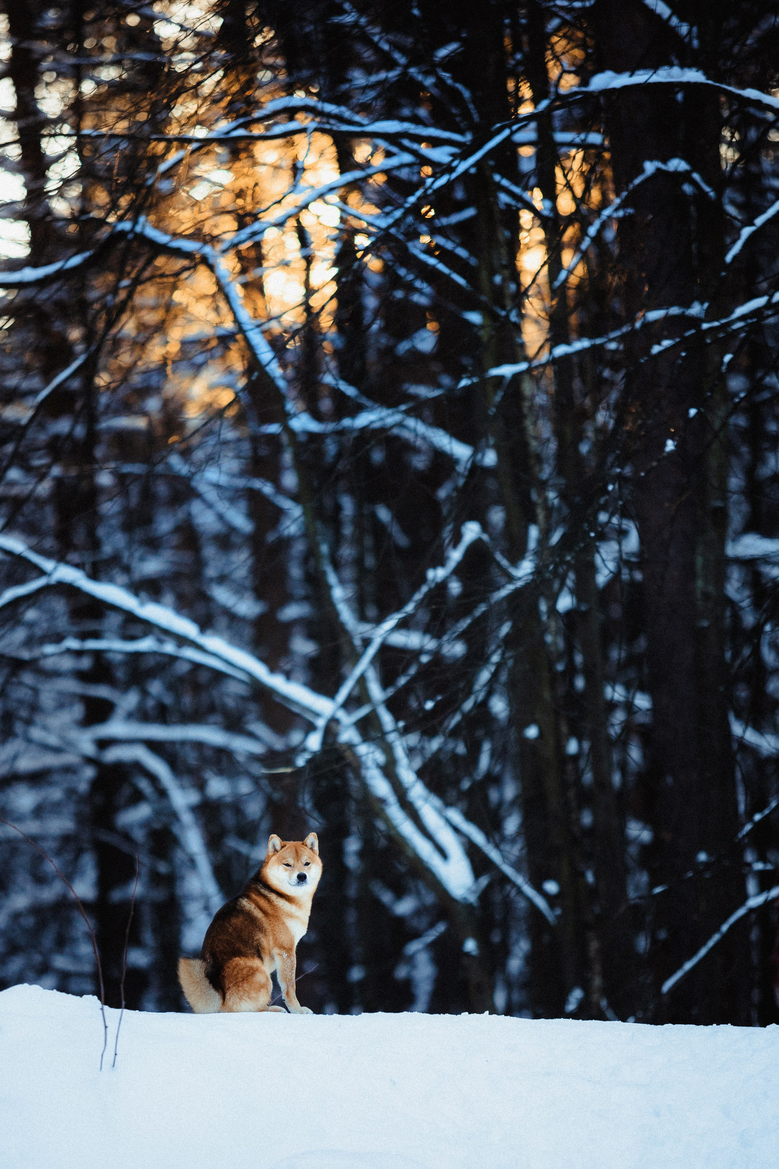 Шед, Цири и Ира