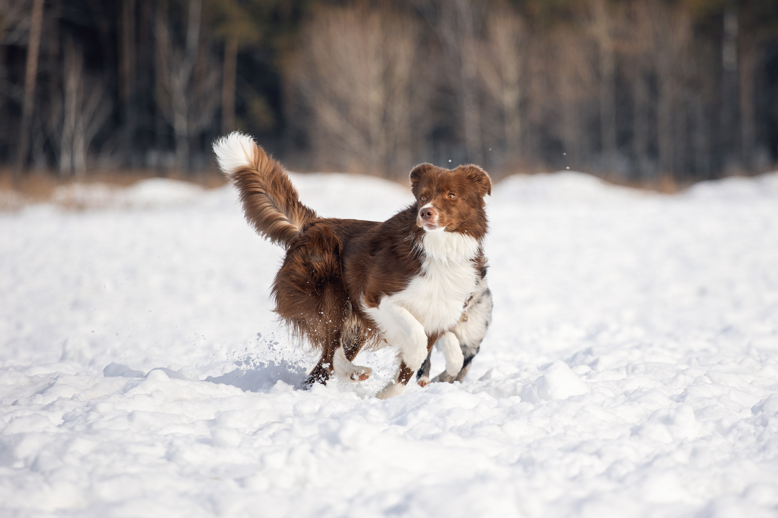 В погоне за снежком…. YULA KOLESOVA | Фотограф — Анималист | Художник | Тюмень