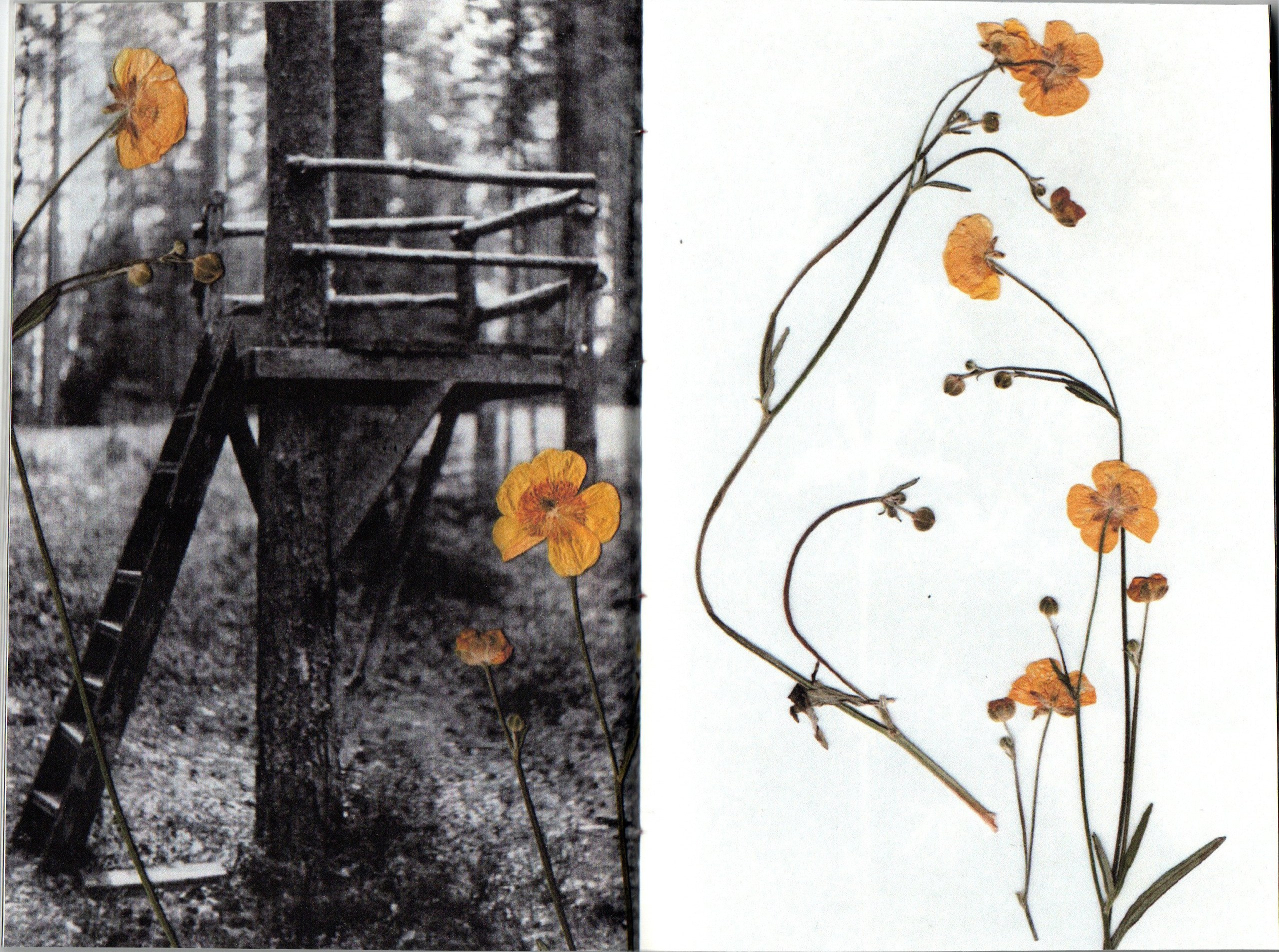 Любители ягодных пирогов. Фотограф Анна Кирнос