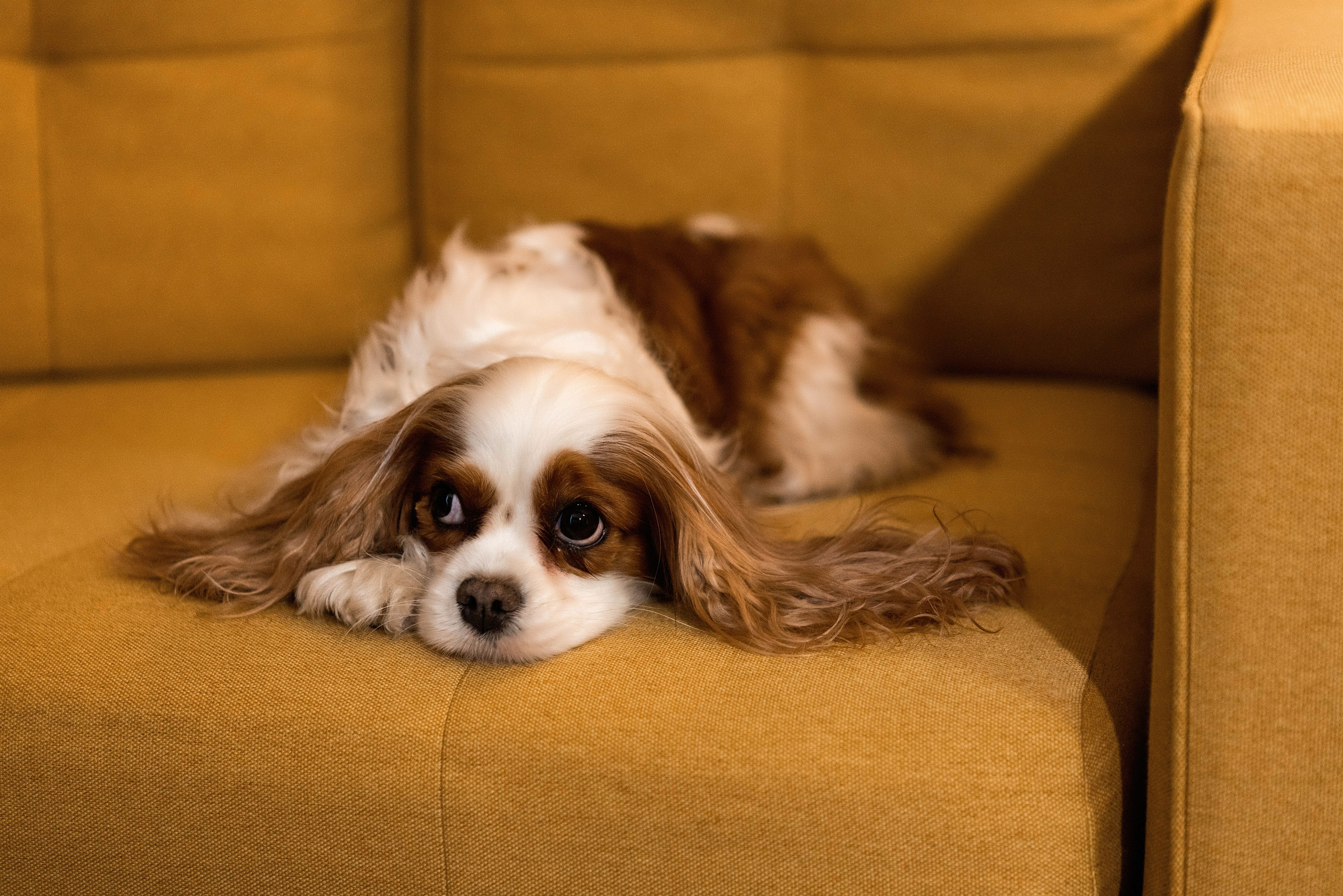 Уютный вечер. Фотограф в г. Чита — Наталья Кириллова