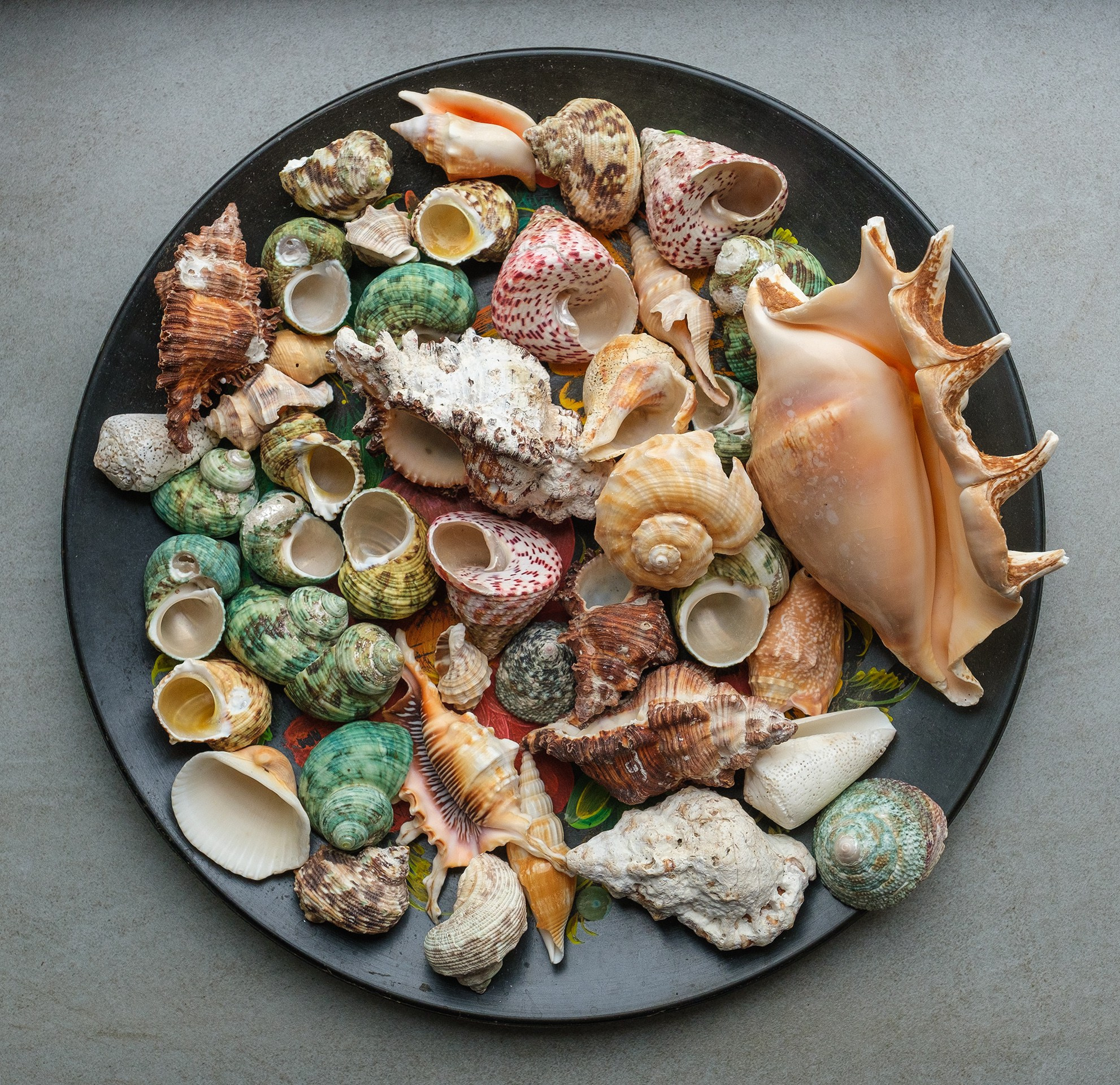 Поднос с морскими раковинами на моем окне.