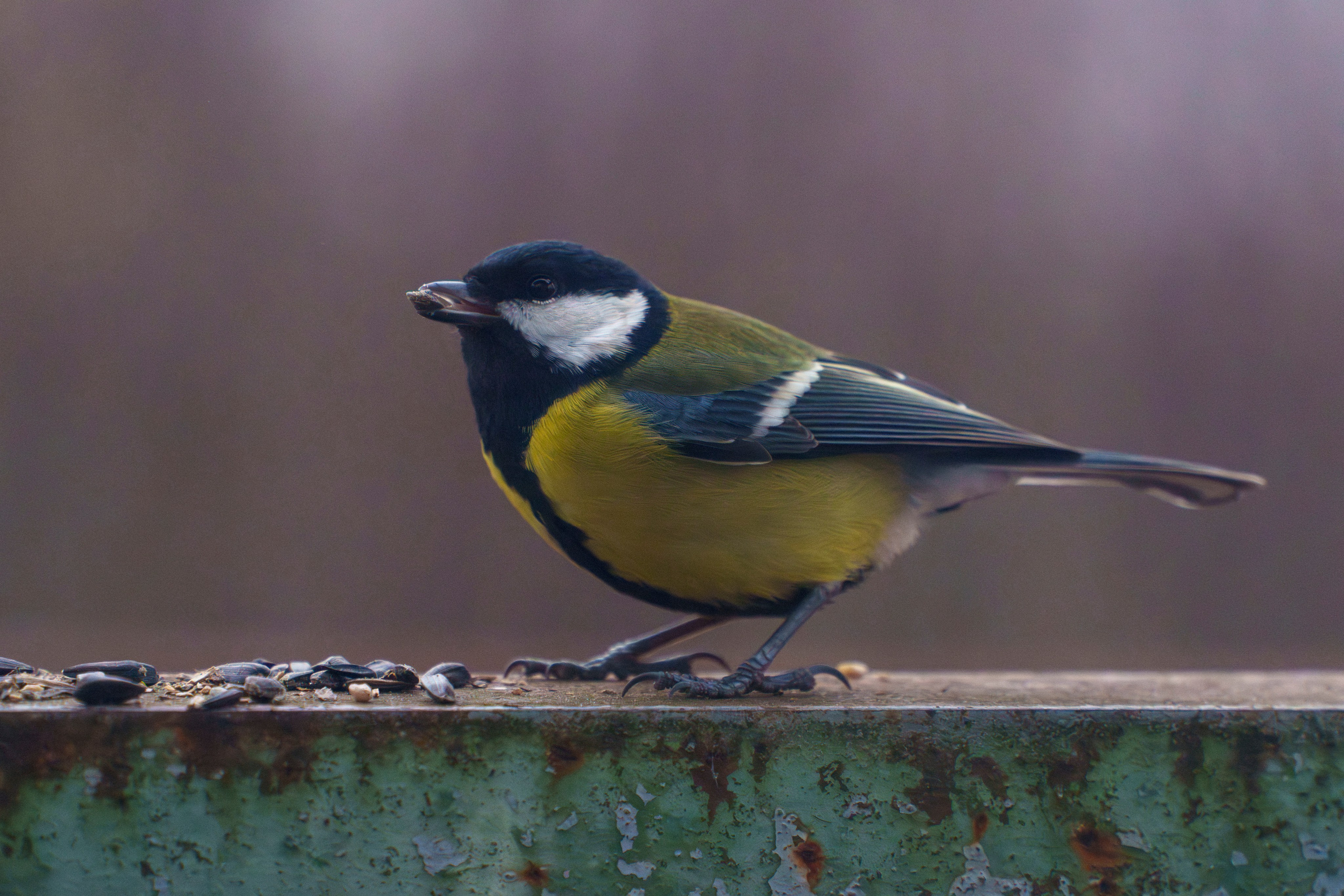 Animals — Животные