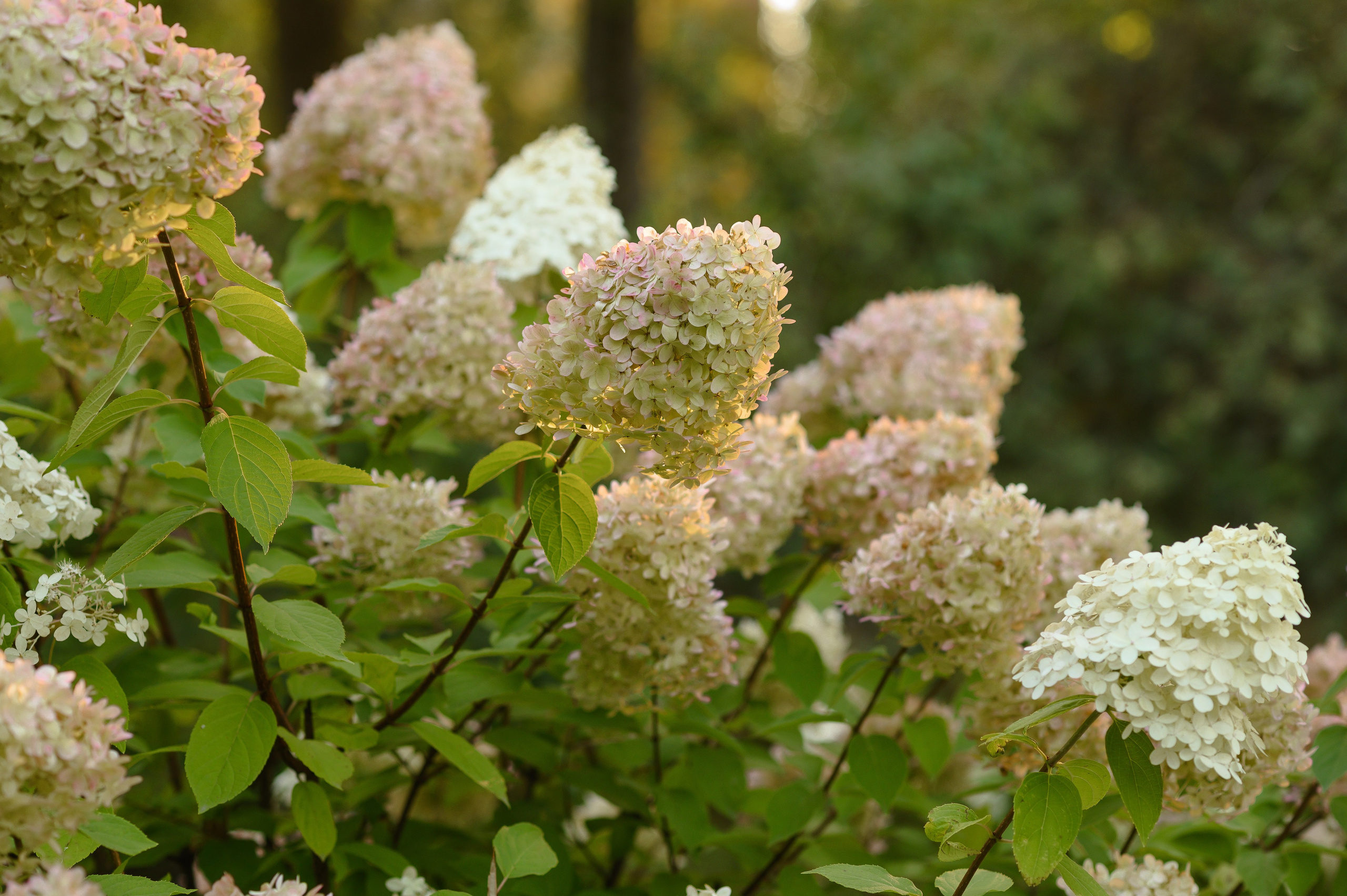 Александр & Елизавета. Семейный и свадебный фотограф в Санкт-Петербурге Серафима Смирнова