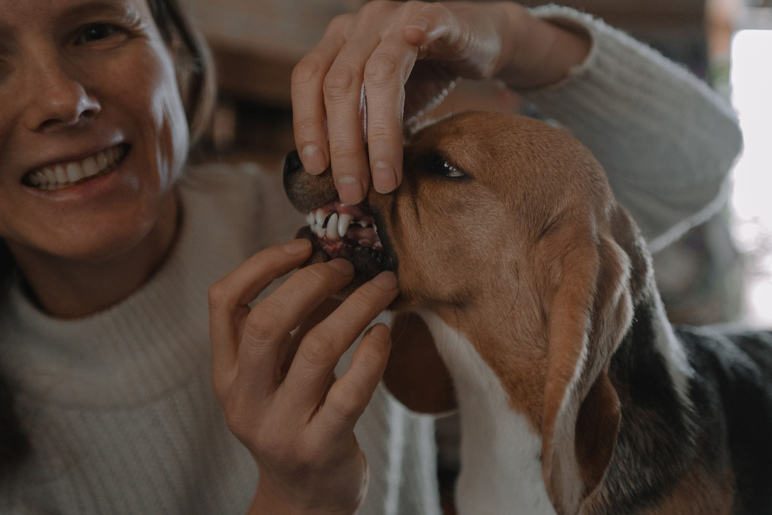 Маша, бигль Вера и её ферма. Семейный фотограф в Москве Алёна Чача