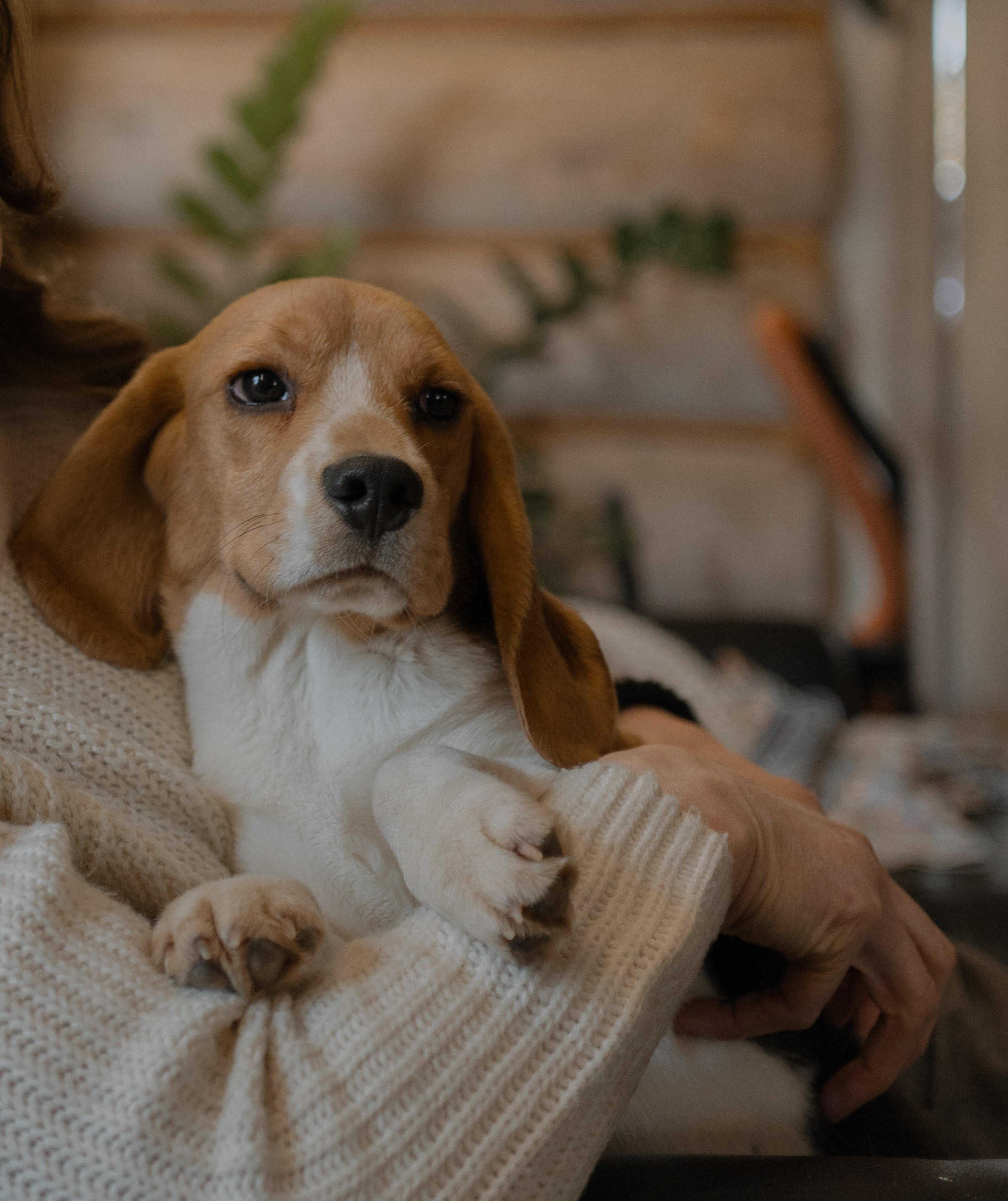 Маша, бигль Вера и её ферма. Семейный фотограф в Москве Алёна Чача