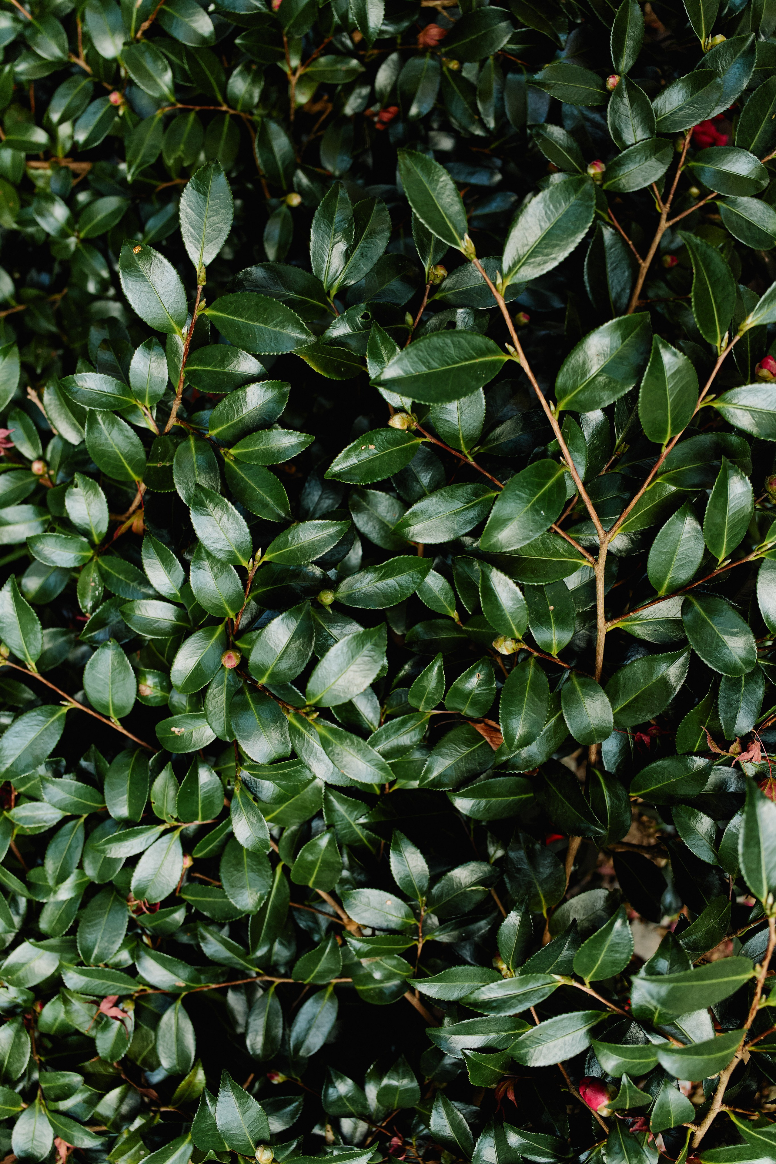 Япония. Профессиональный Фотограф во Владимире, в Москве и в Суздале — Полина Романычева