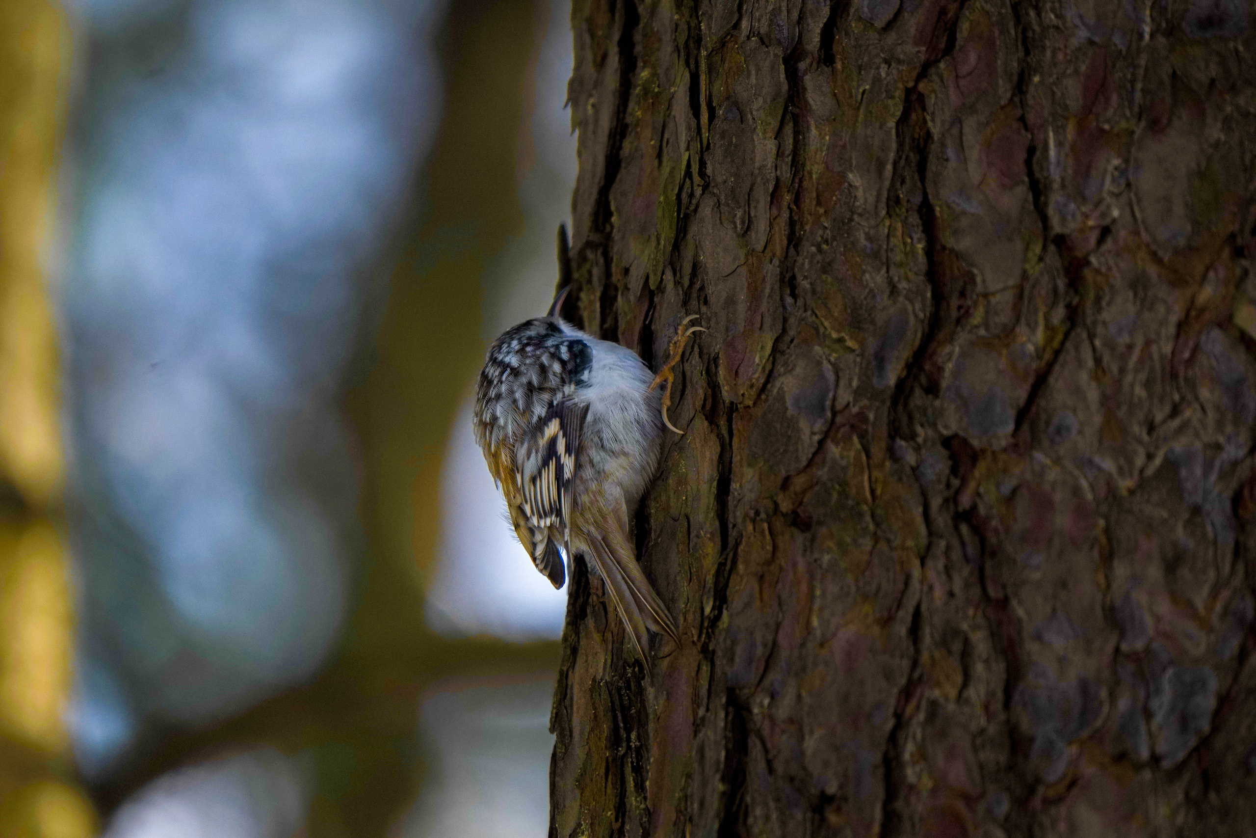 Животные. ПОБУДЬ ЗДЕСЬ И ЦЕЛЕЕ БУДЕТ ЭТОТ МИР