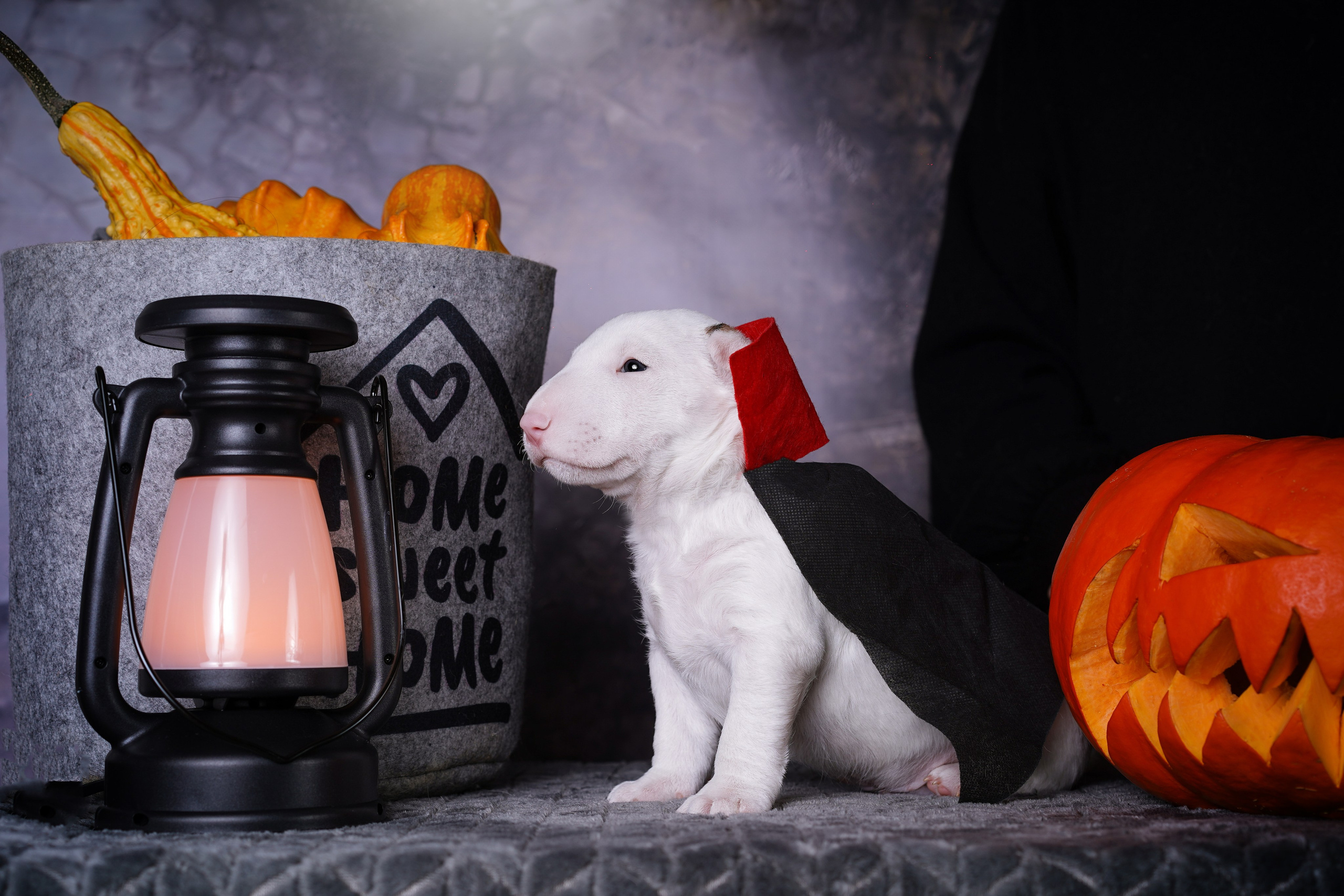 Щенки минибультерьера. Фотограф-анималист в Санкт-Петербурге Яна Мартынова