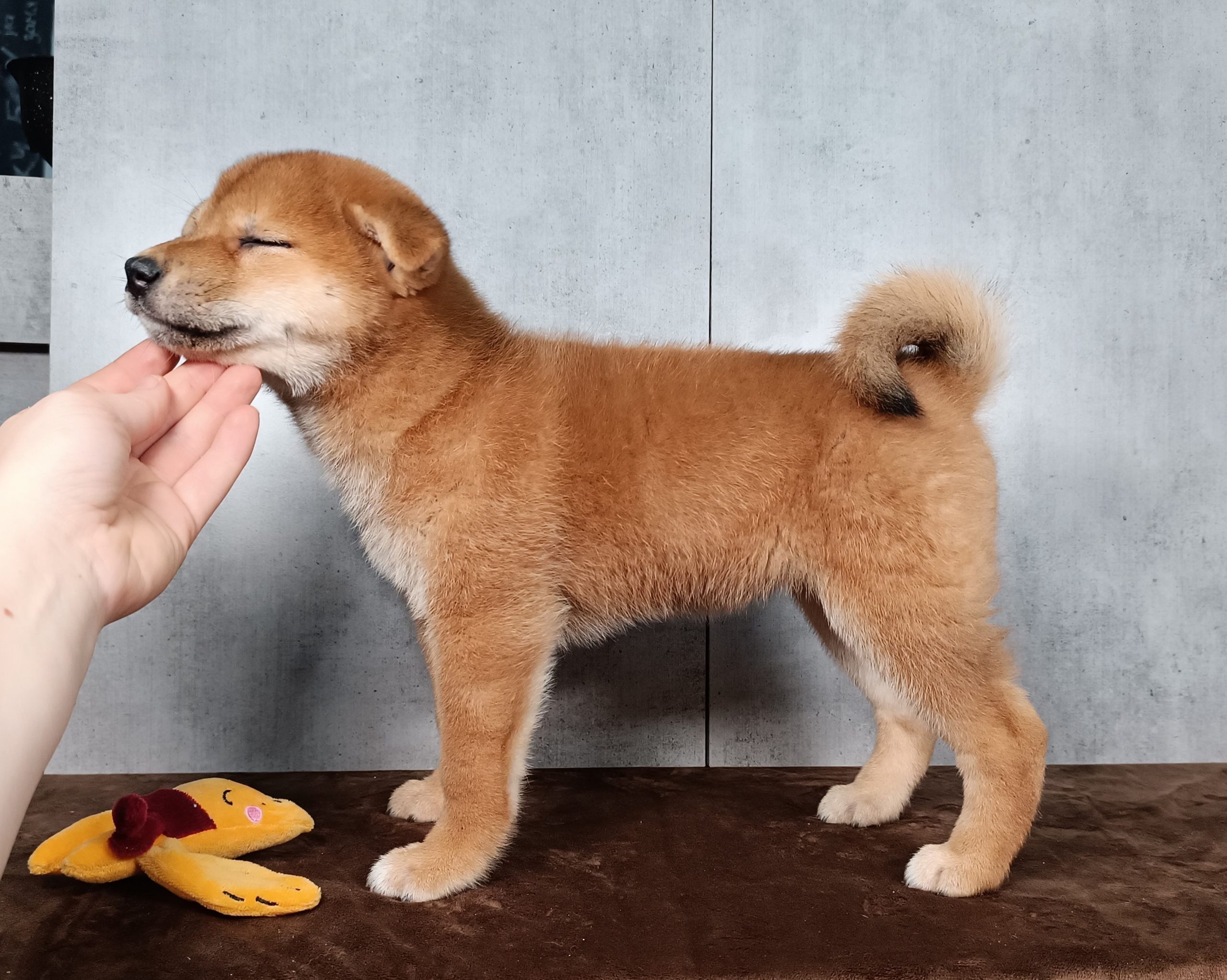 Rubylight Hattie. AMERICAN AKITA RUBYLIGHT KENNEL I SHIBA-INU