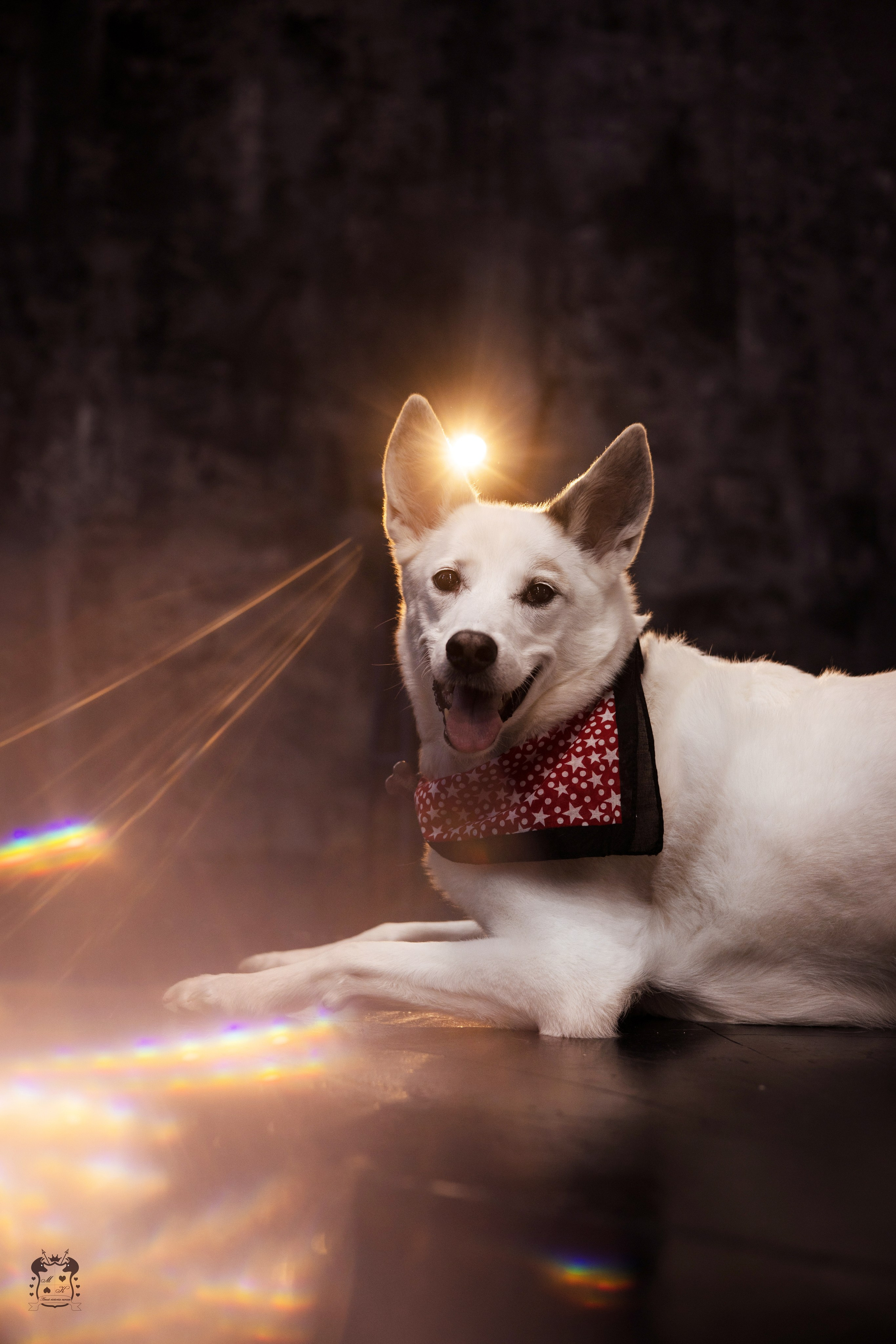 Портфолио. Фотограф-анималист в Екатеринбурге Марина Шишкина