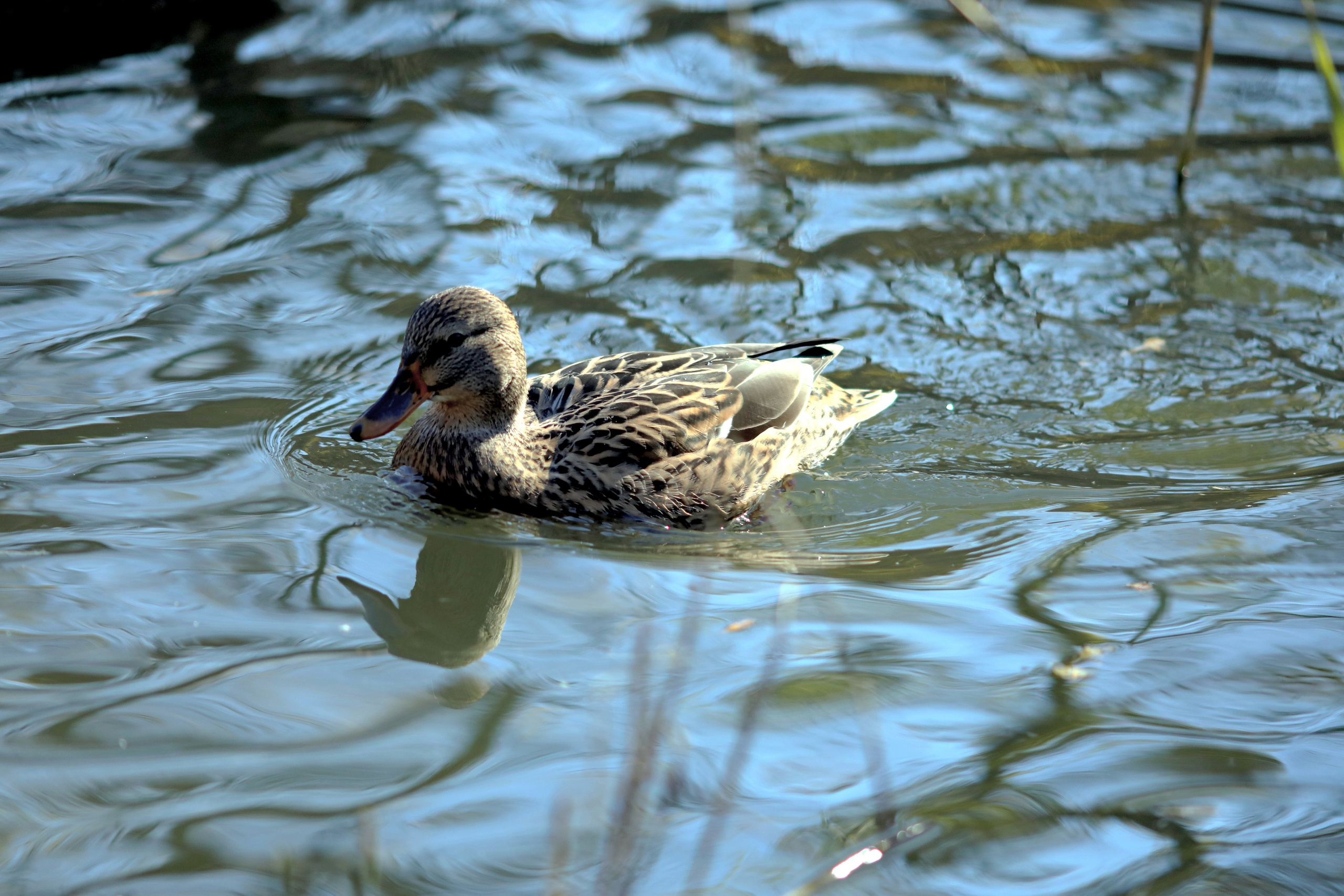 Птицы и животные южного региона. Фото-художник и Репортажный фотограф Николаев Александр Алексеевич