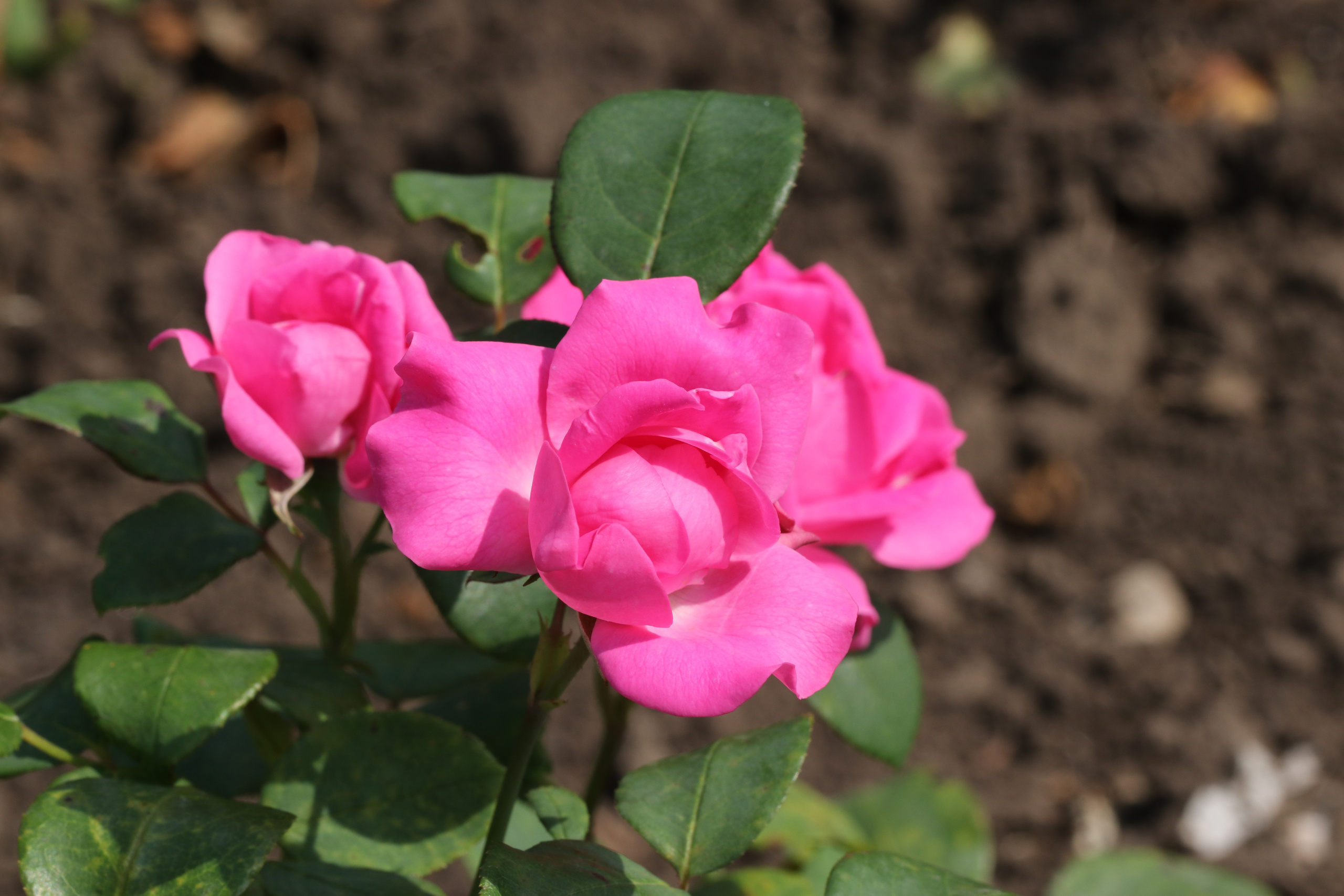 Долина роз в Кисловодске. Фото-художник и Репортажный фотограф Николаев Александр Алексеевич