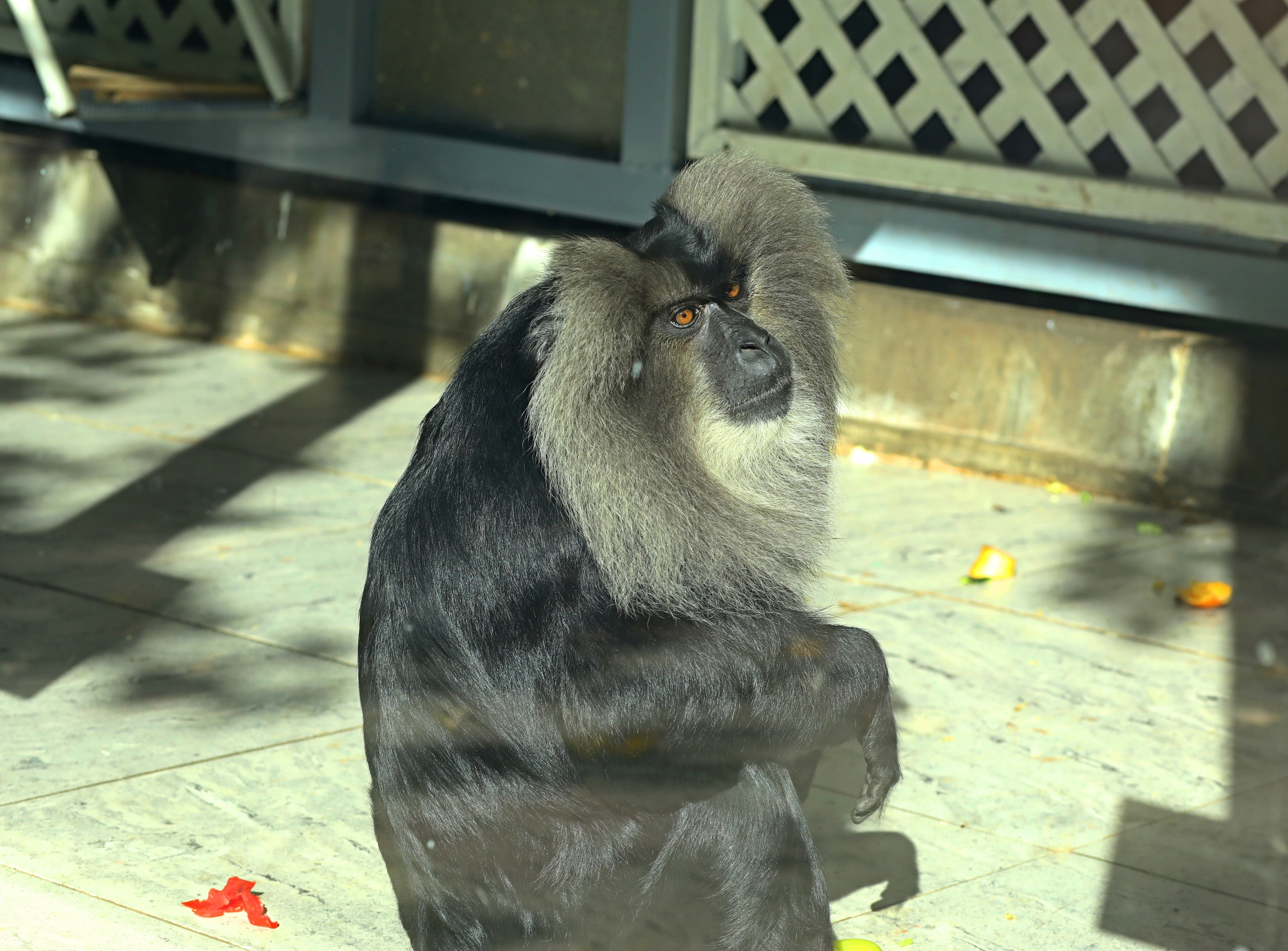Ростовский зоопарк. Фото-художник и Репортажный фотограф Николаев Александр Алексеевич