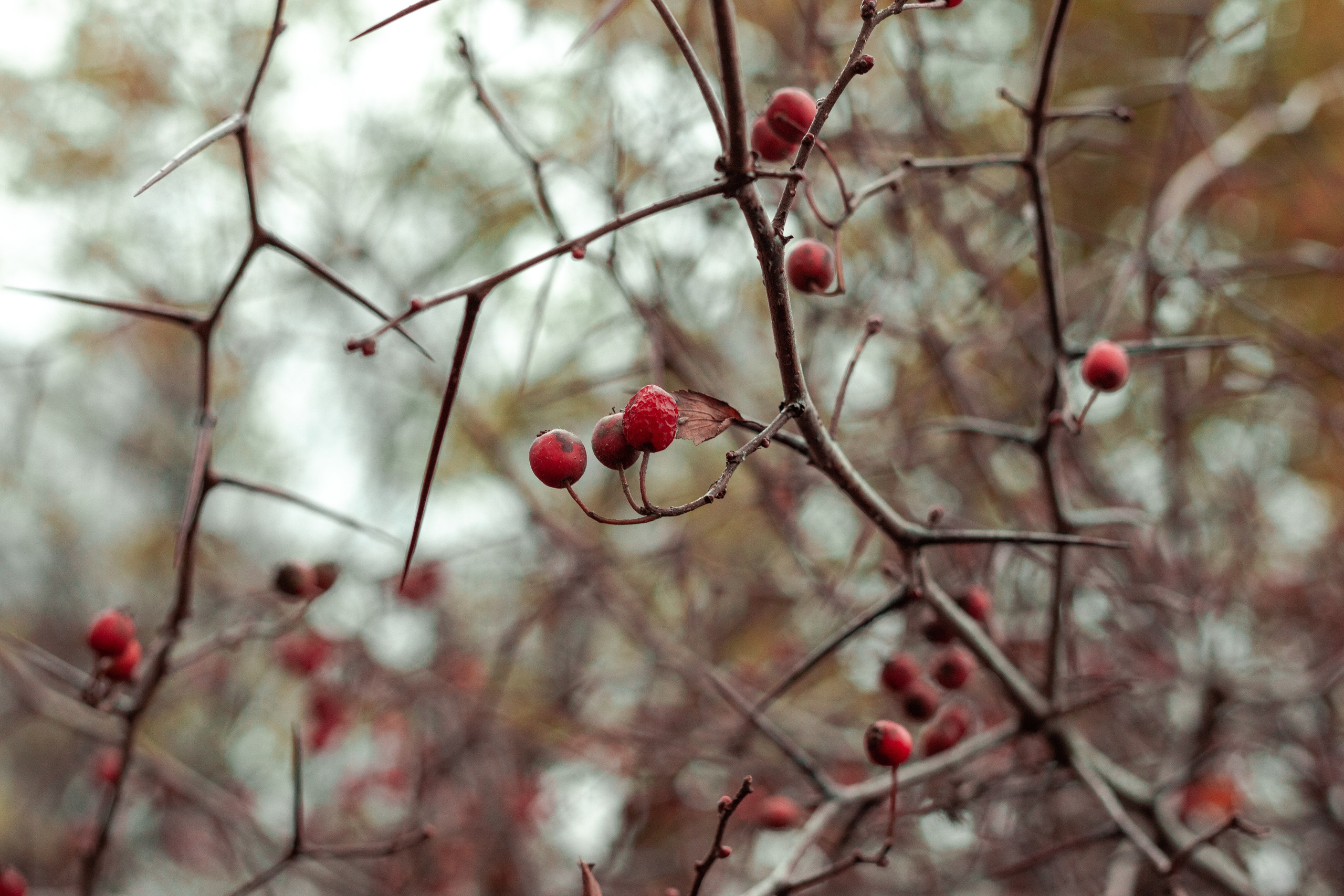 Цветы, колосья и все, что растет. Фотограф Старый Оскол Мавлыга Мария