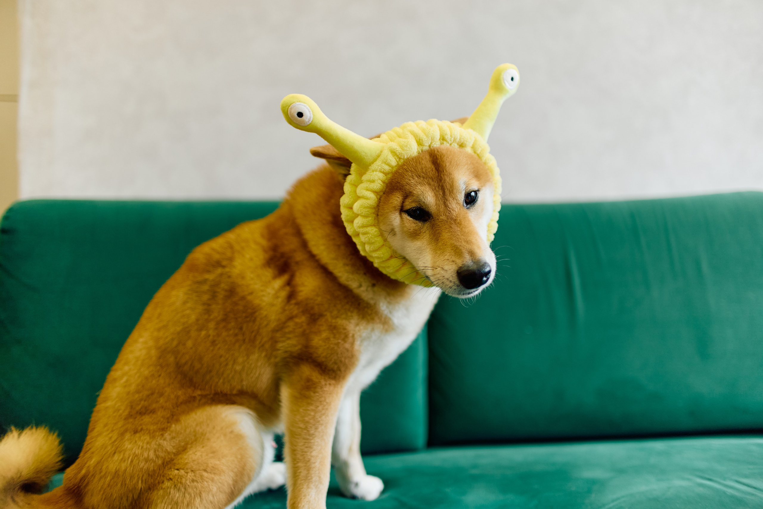 Tanya & Kurama. Свадебный фотограф Москва и ЮГ